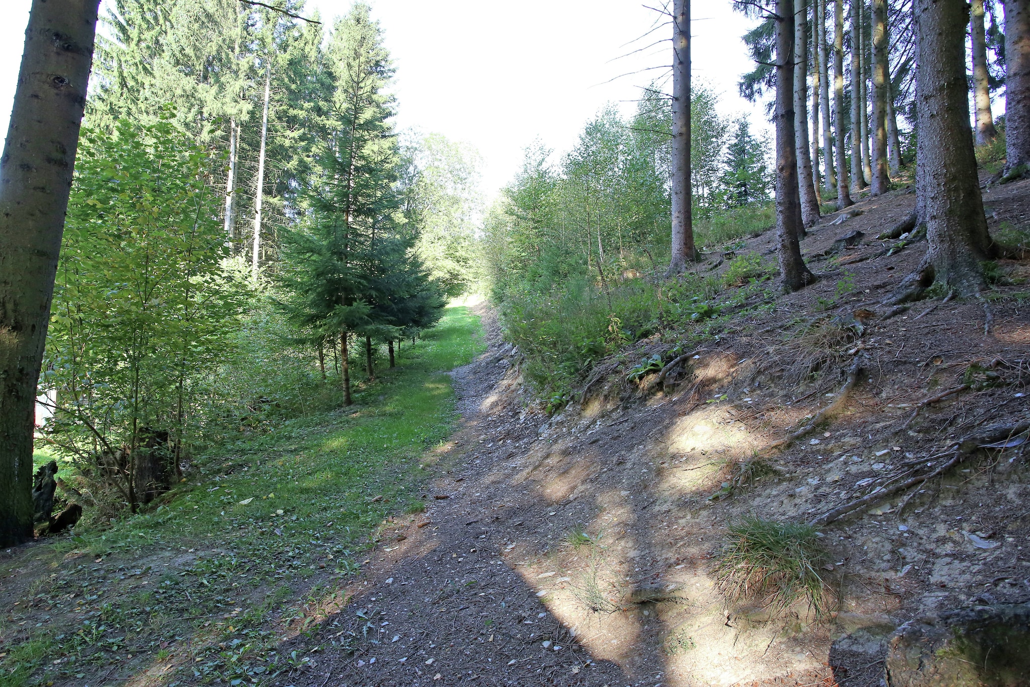 Murmeltier-Areas summer 1km