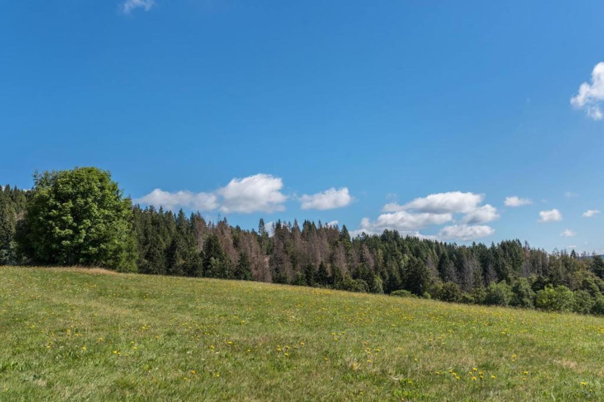Schwarzwaldhaus Pferdeklause-Gebieden zomer 20km