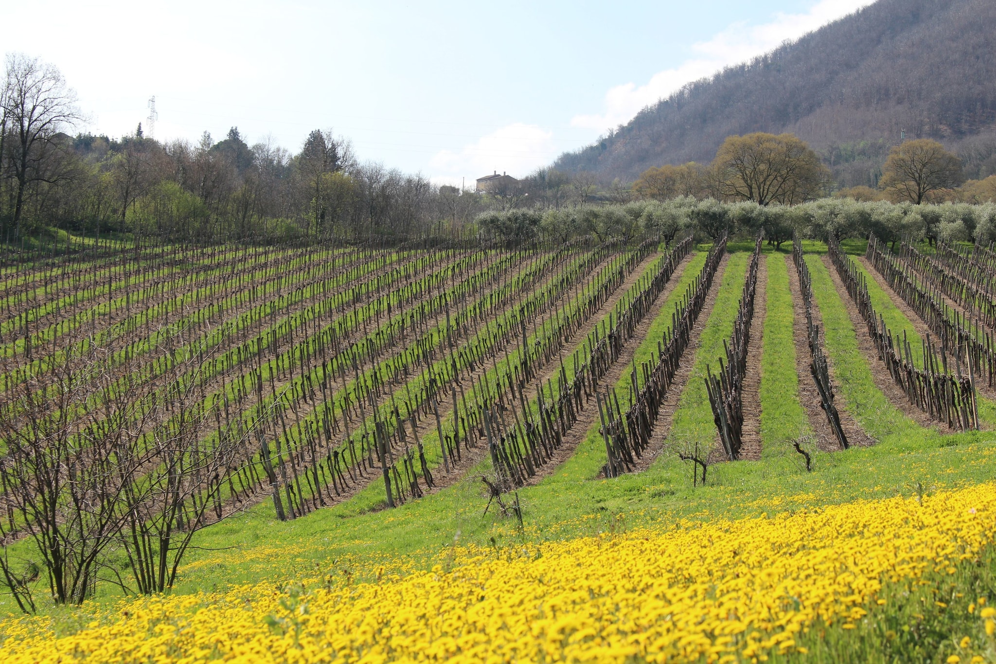 Rocca Pendice-Aussicht Sommer