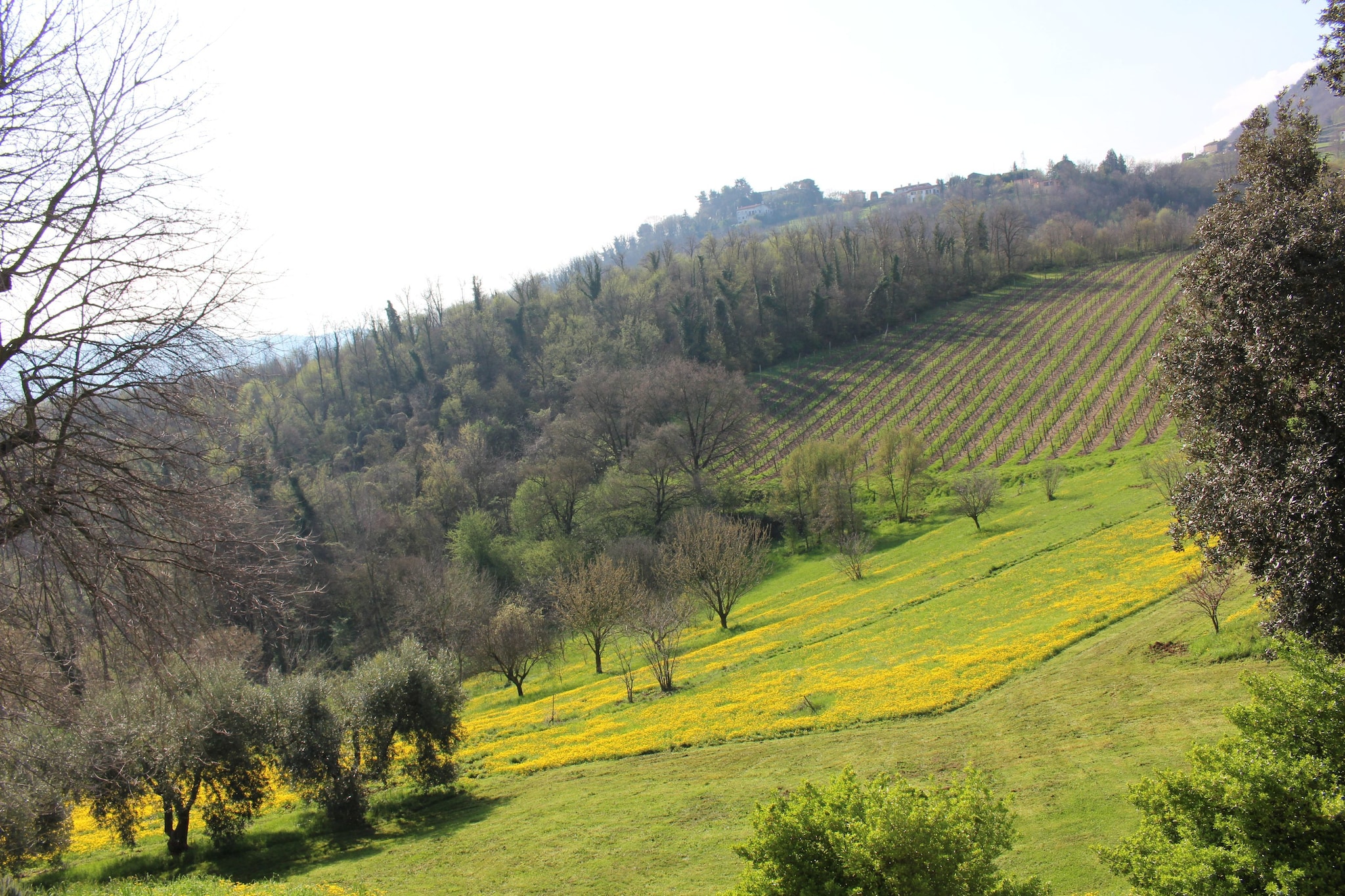 Rocca Pendice-Aussicht Sommer
