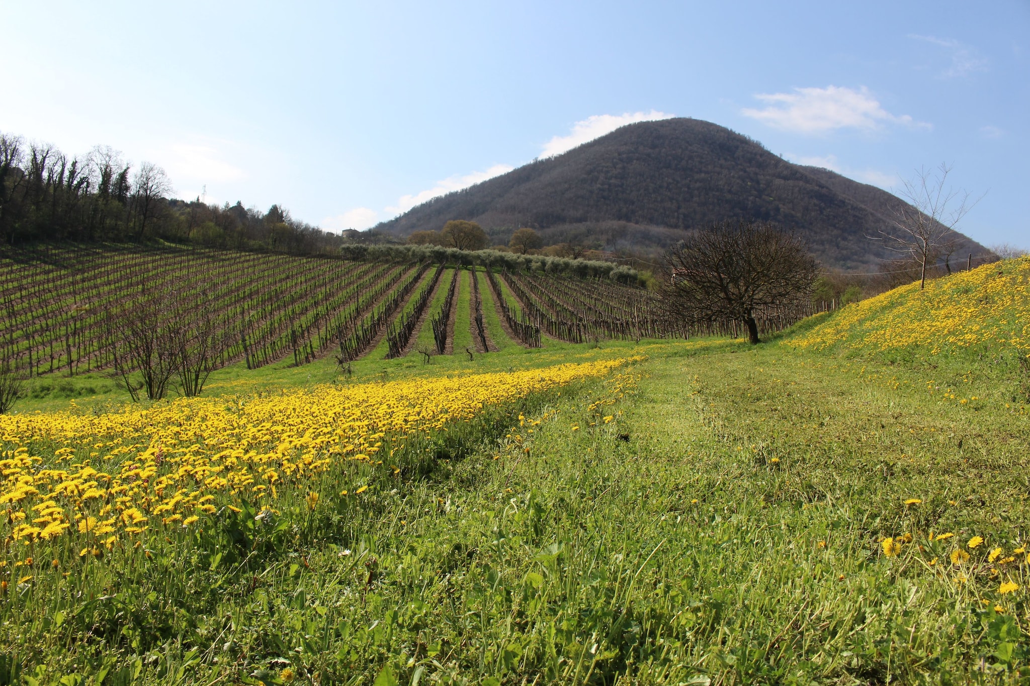 Monte Matello-Gärten Sommer