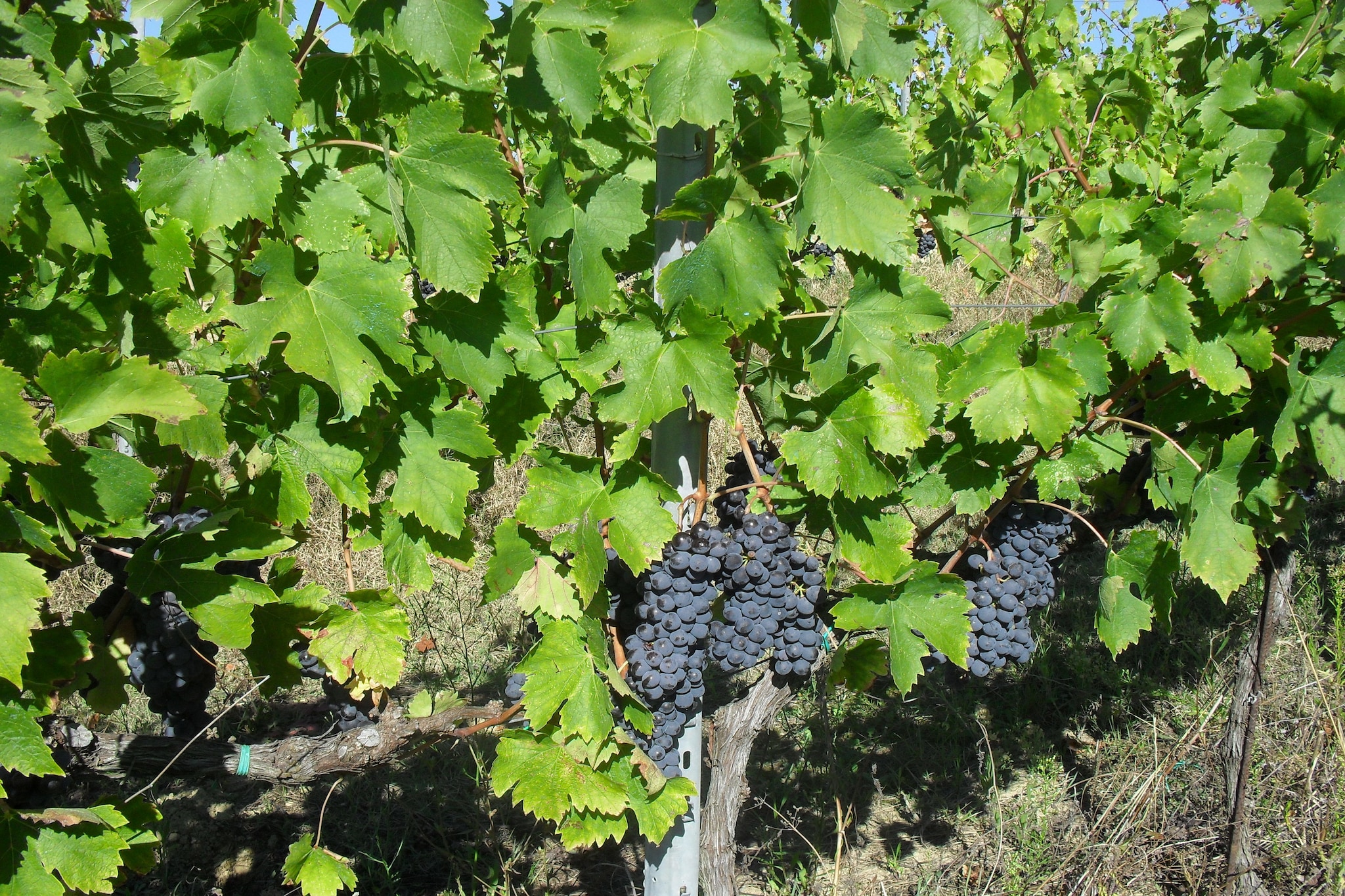I Molinari-Areas summer 1km