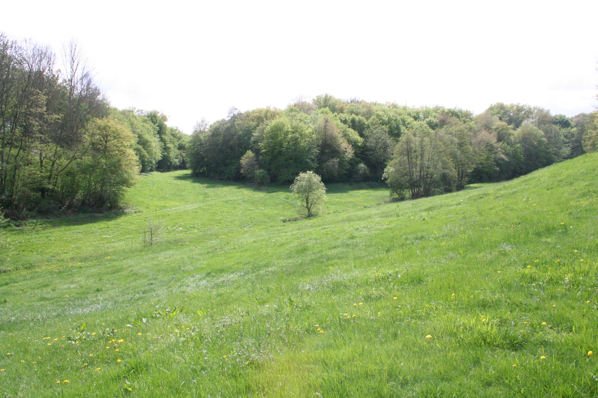 Kaifenheimer Mühle 2-Gebieden zomer 1km