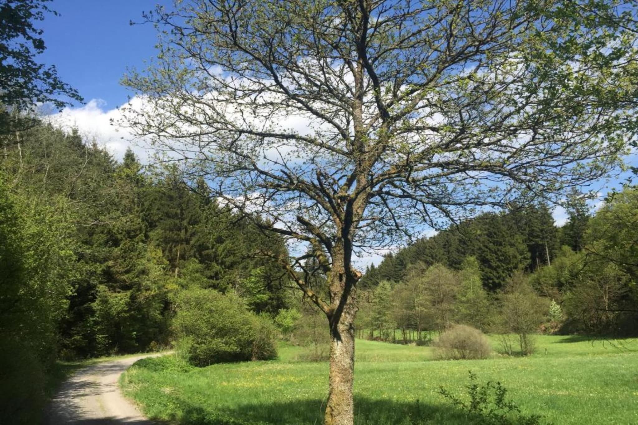 Am Damwildgehege-Gebiete Sommer 20 km