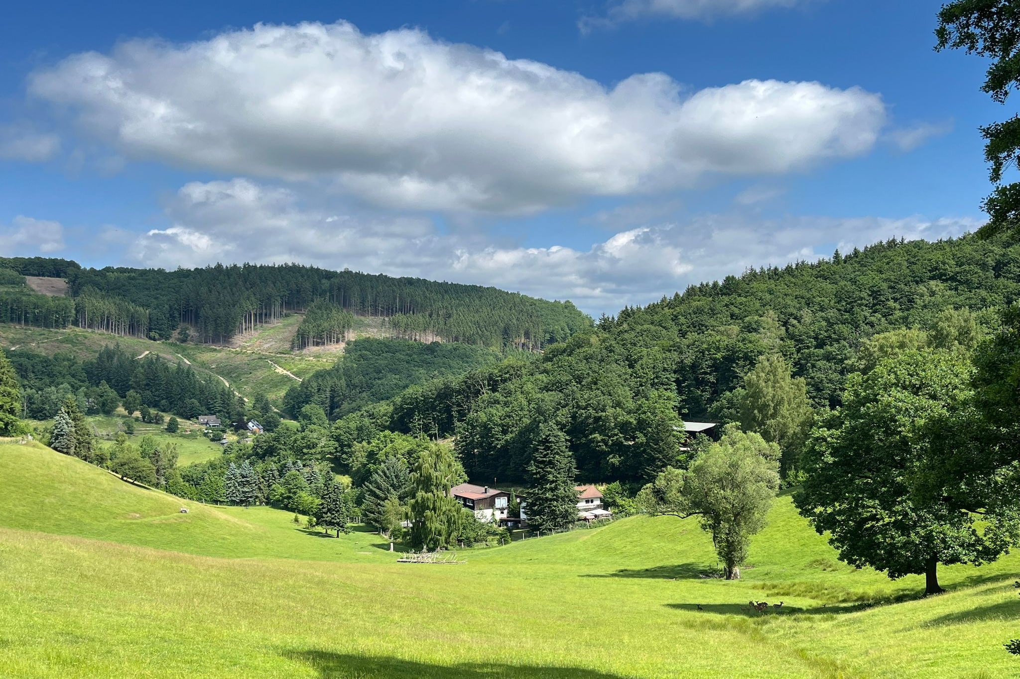 Am Damwildgehege - Gebieden zomer 1km
