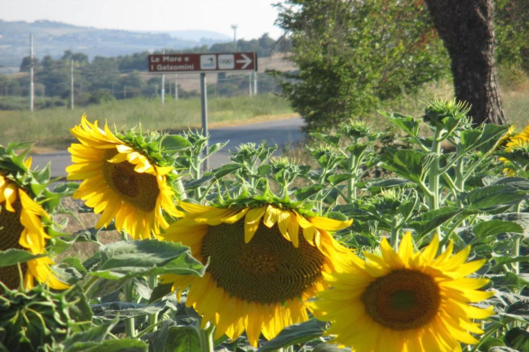 Fienile-Gebieden zomer 20km