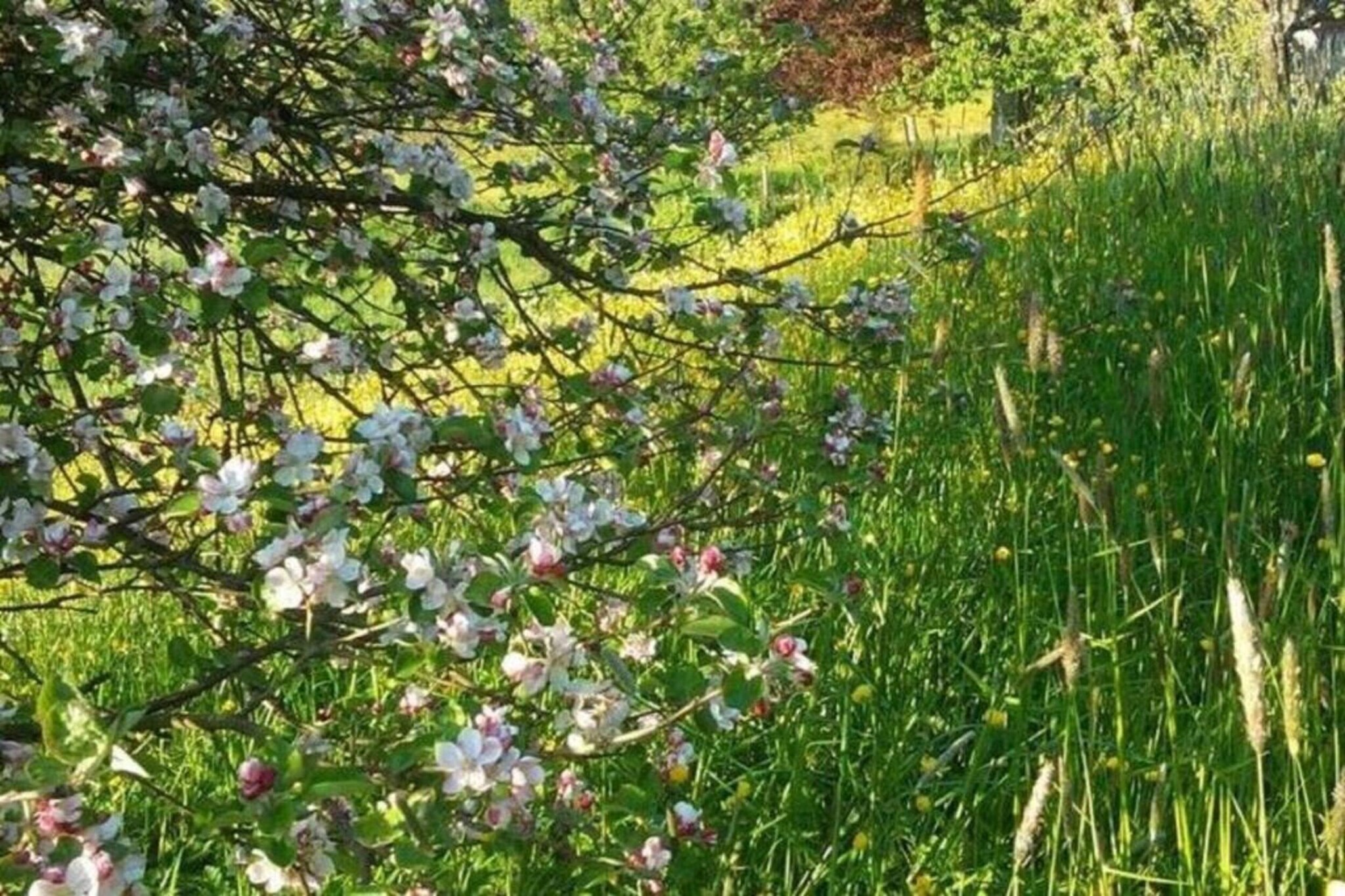 Le Marteaubois-Gebieden zomer 20km