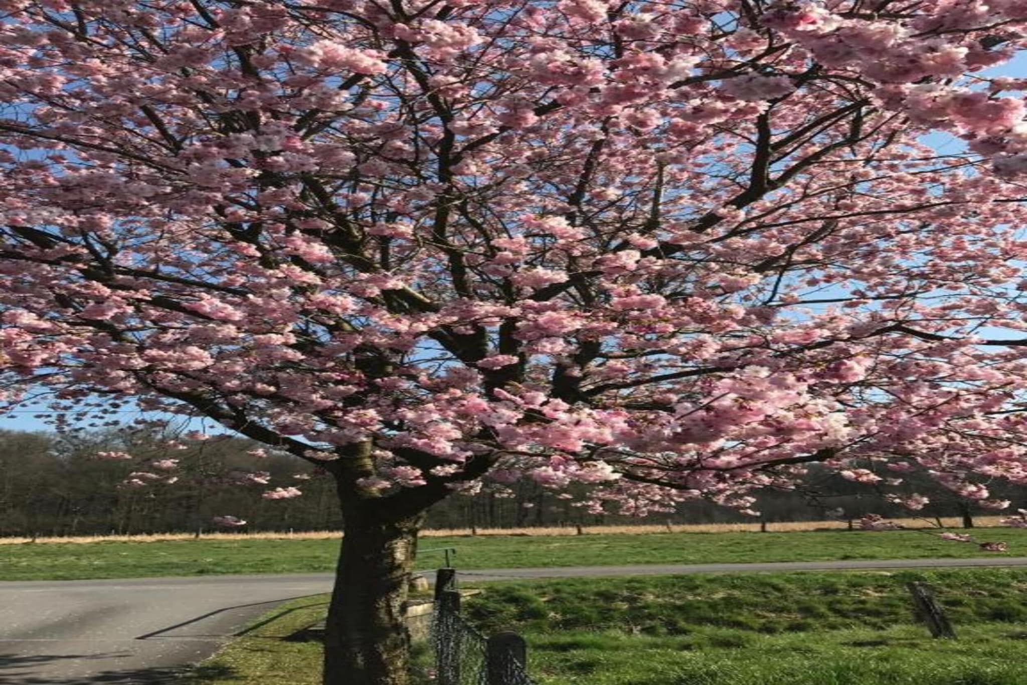 Ferienresort Bad Bentheim 6-Gebieden zomer 20km