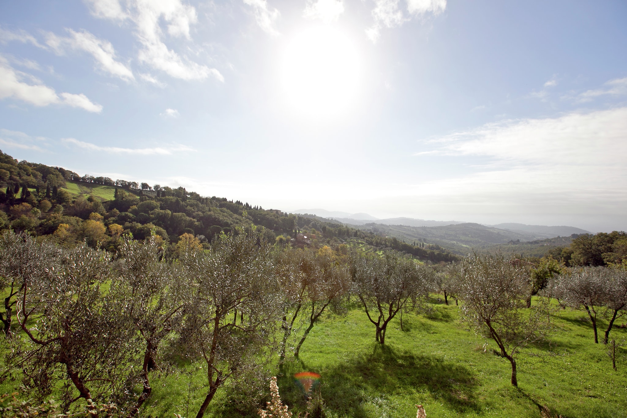 Le Olive-Areas summer 5km