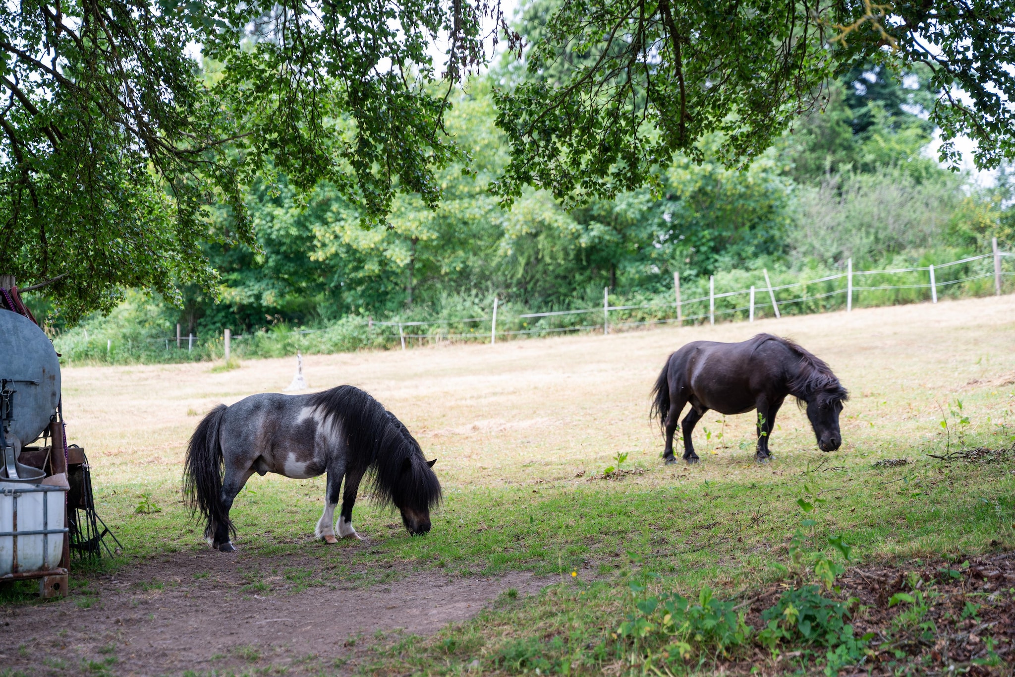 The Four Seasons - Tuinen zomer