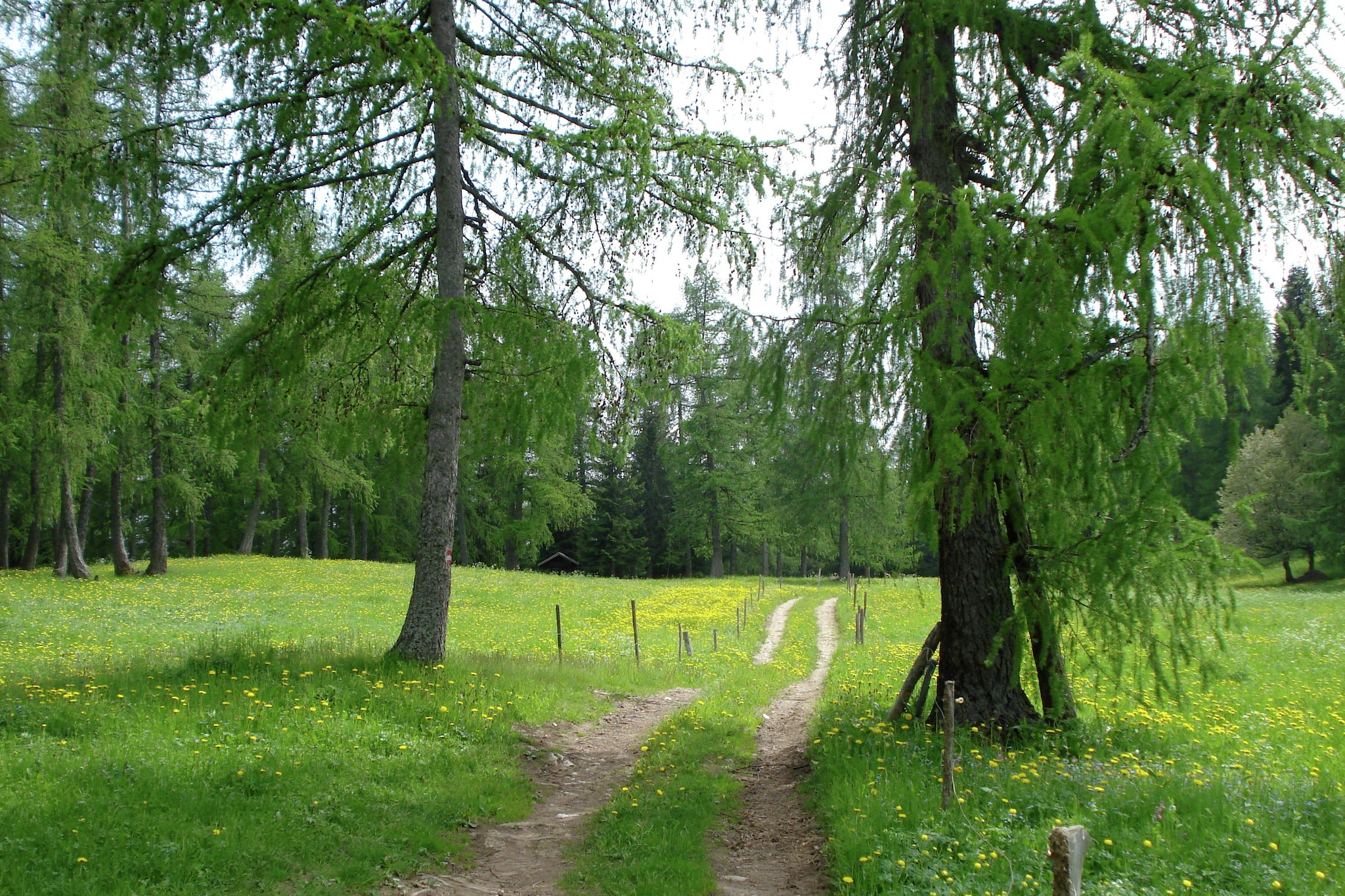 Renetta Mansarda-Gebiete Sommer 5 km