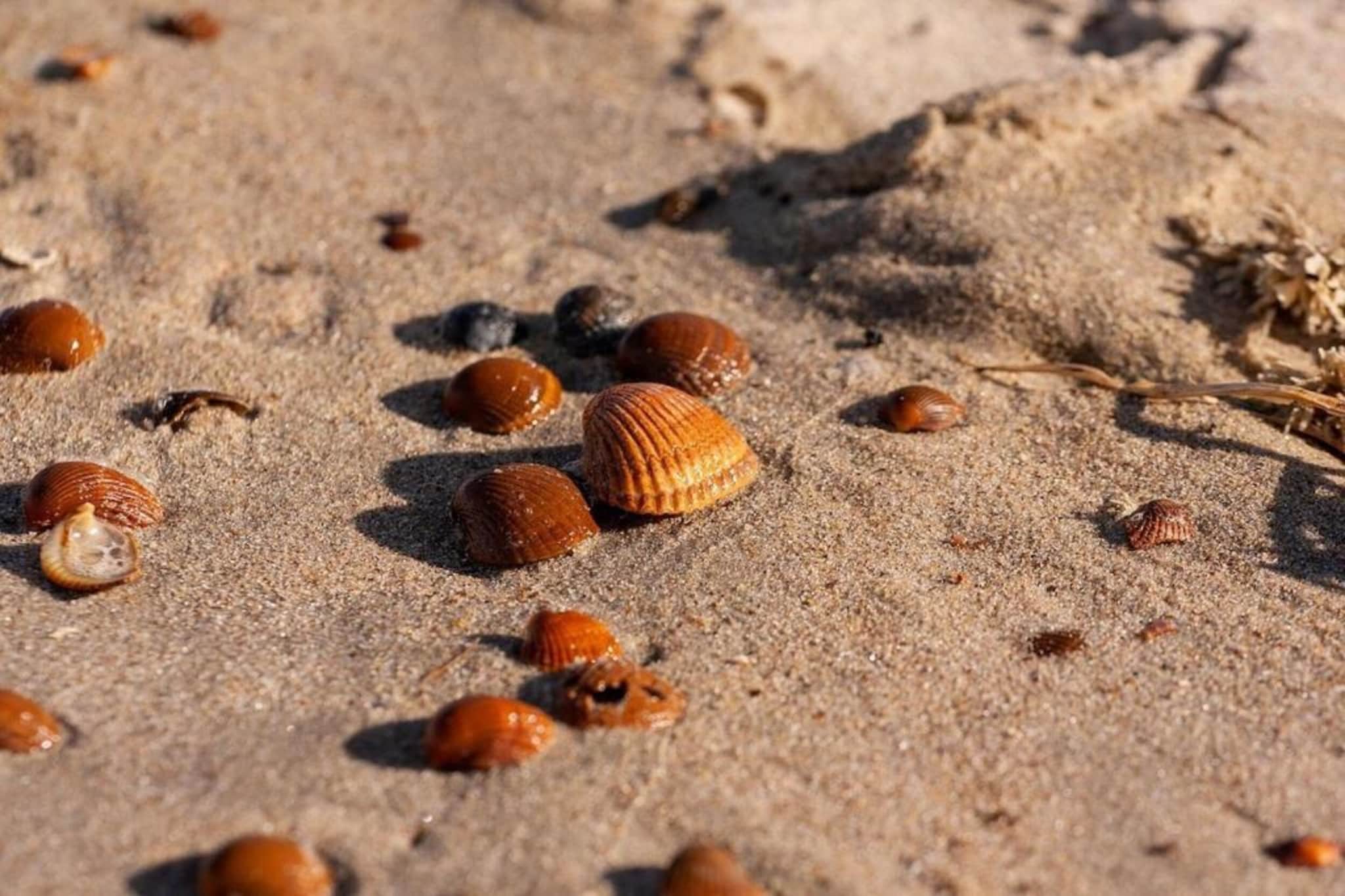 Vakantiepark Beach Resort 2-Gebieden zomer 20km