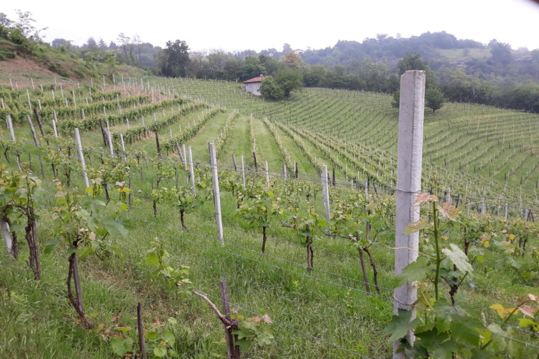 Castagnola-Gebieden zomer 20km