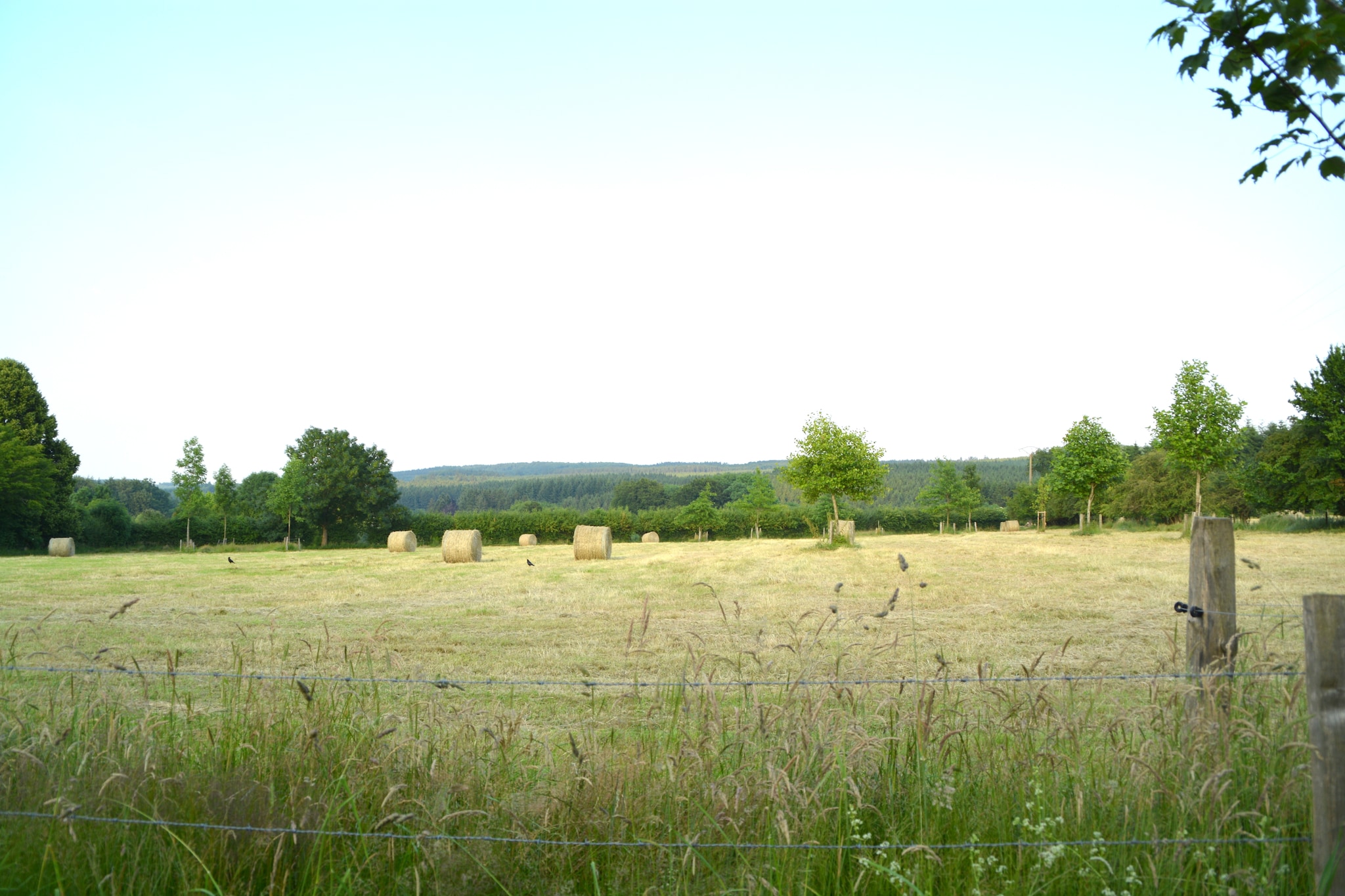 Li Saboti-View summer