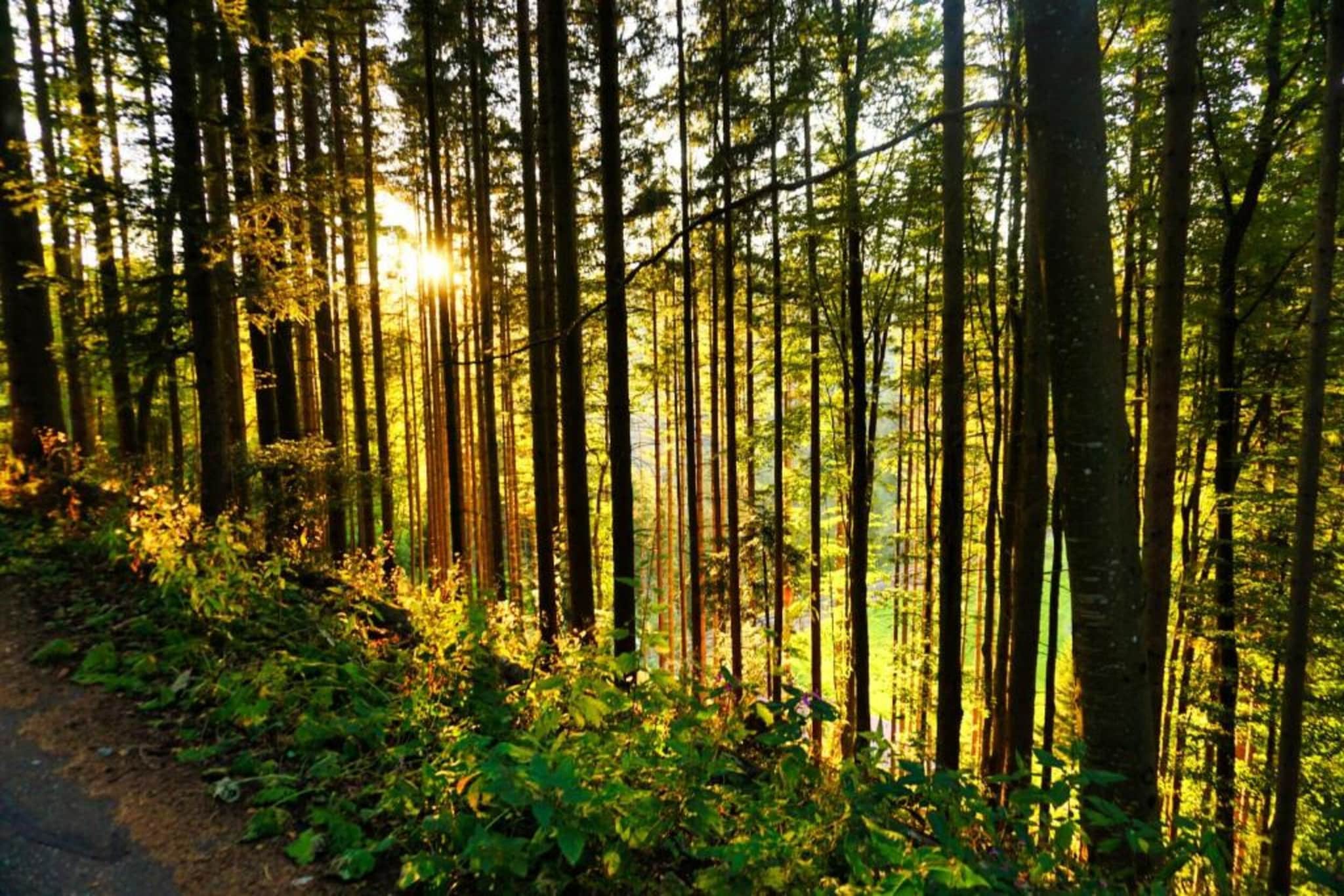 Schwarzwald-Gebieden zomer 20km
