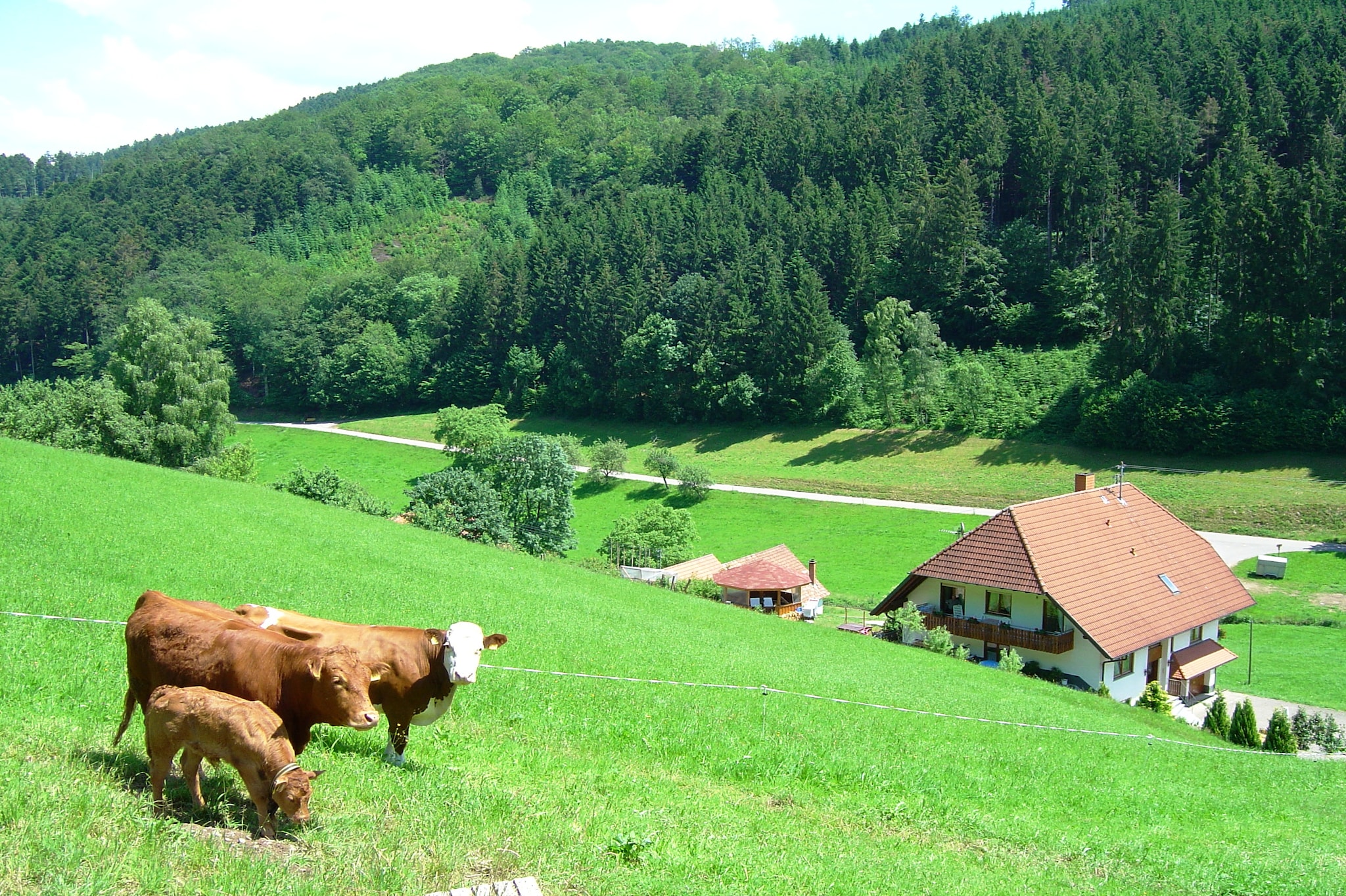 Salmensbach - Außenbereich Sommer