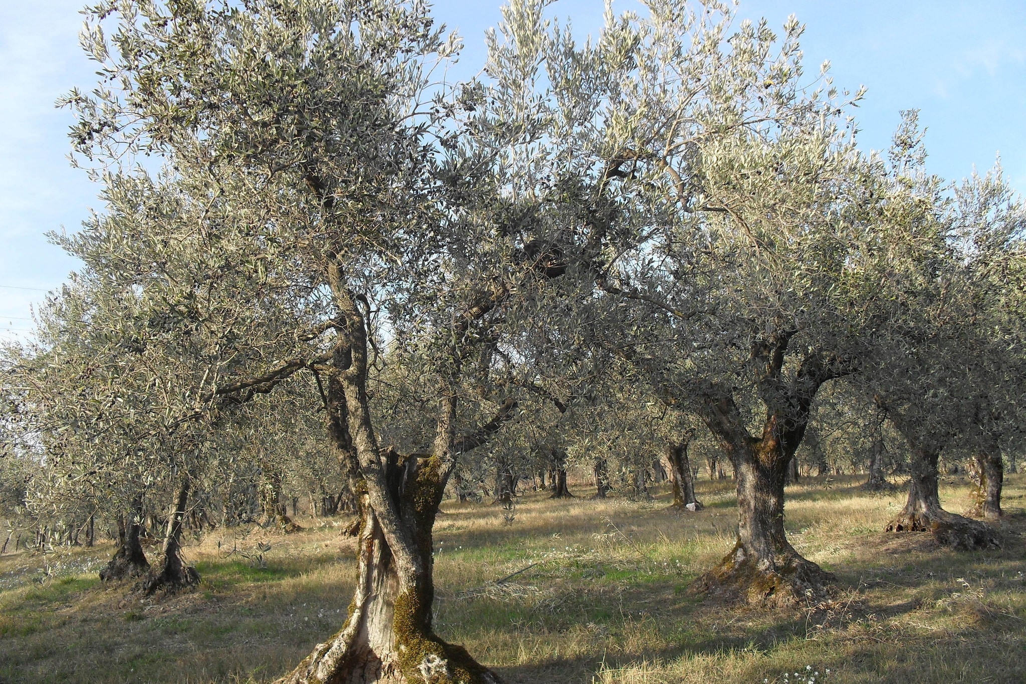 Glicine-Areas summer 5km
