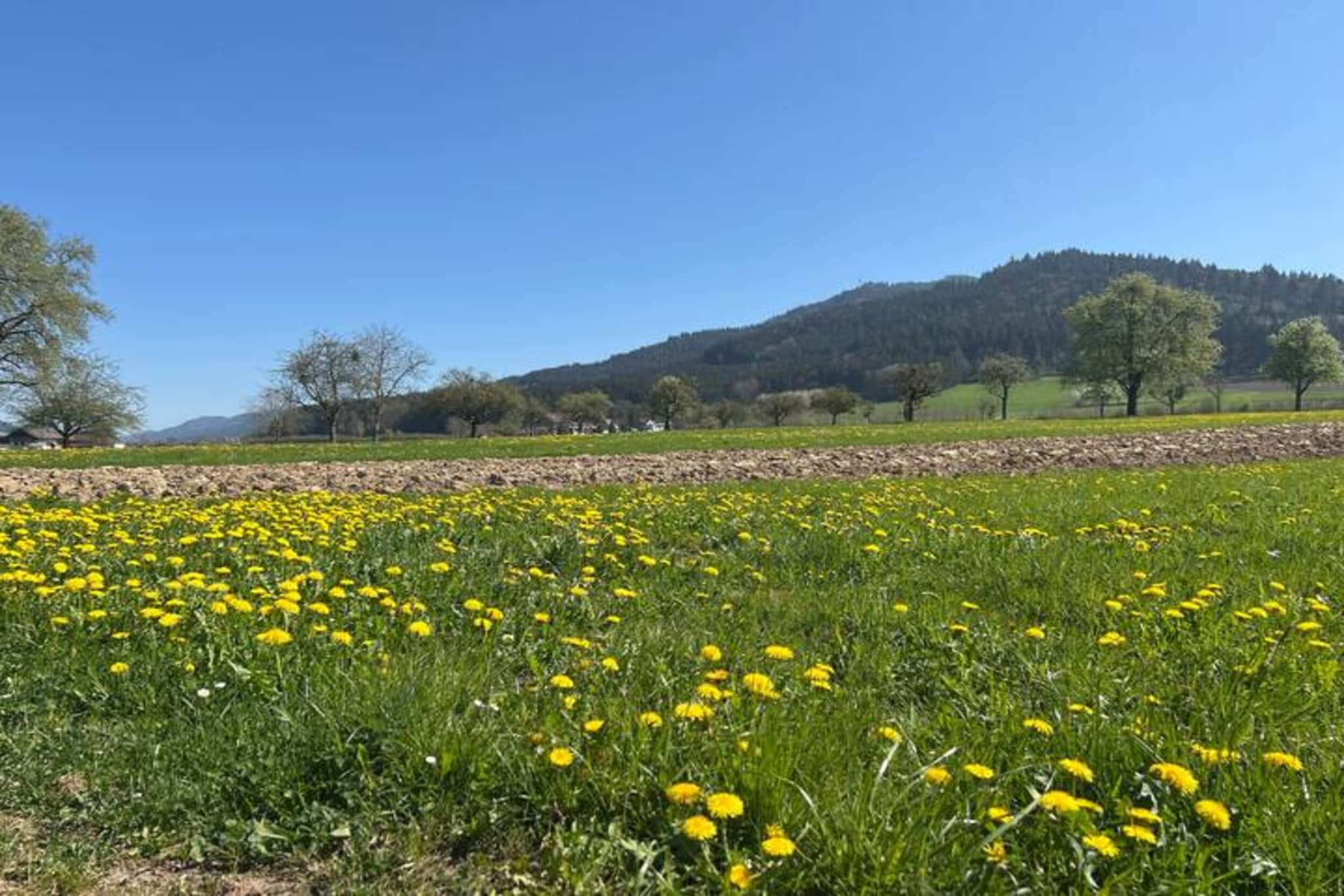 Am Stulzenhof-Gebiete Sommer 20 km