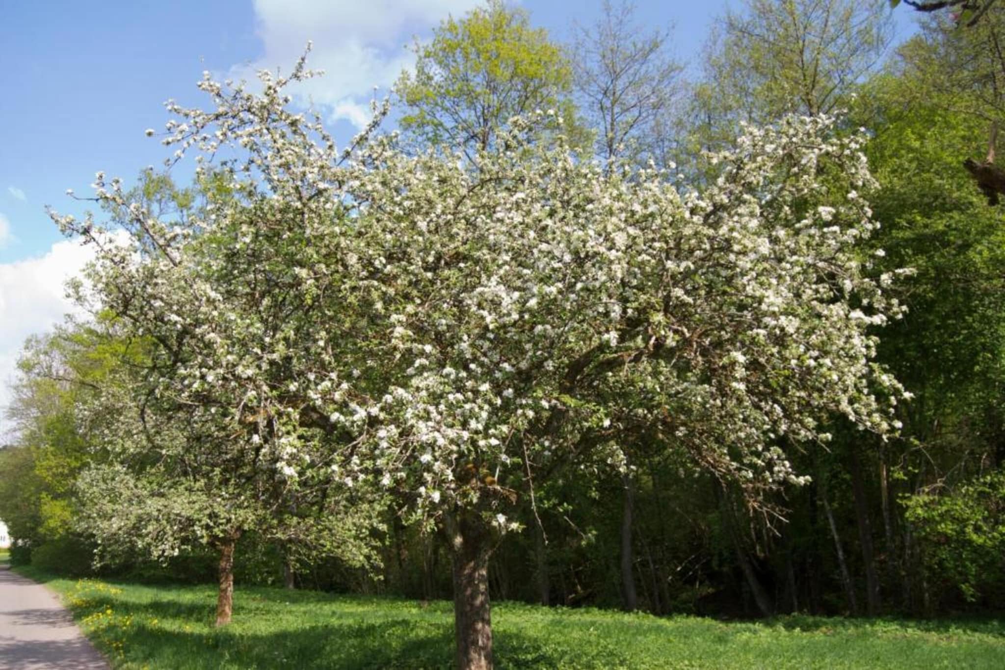 Kniebis-Gebiete Sommer 20 km
