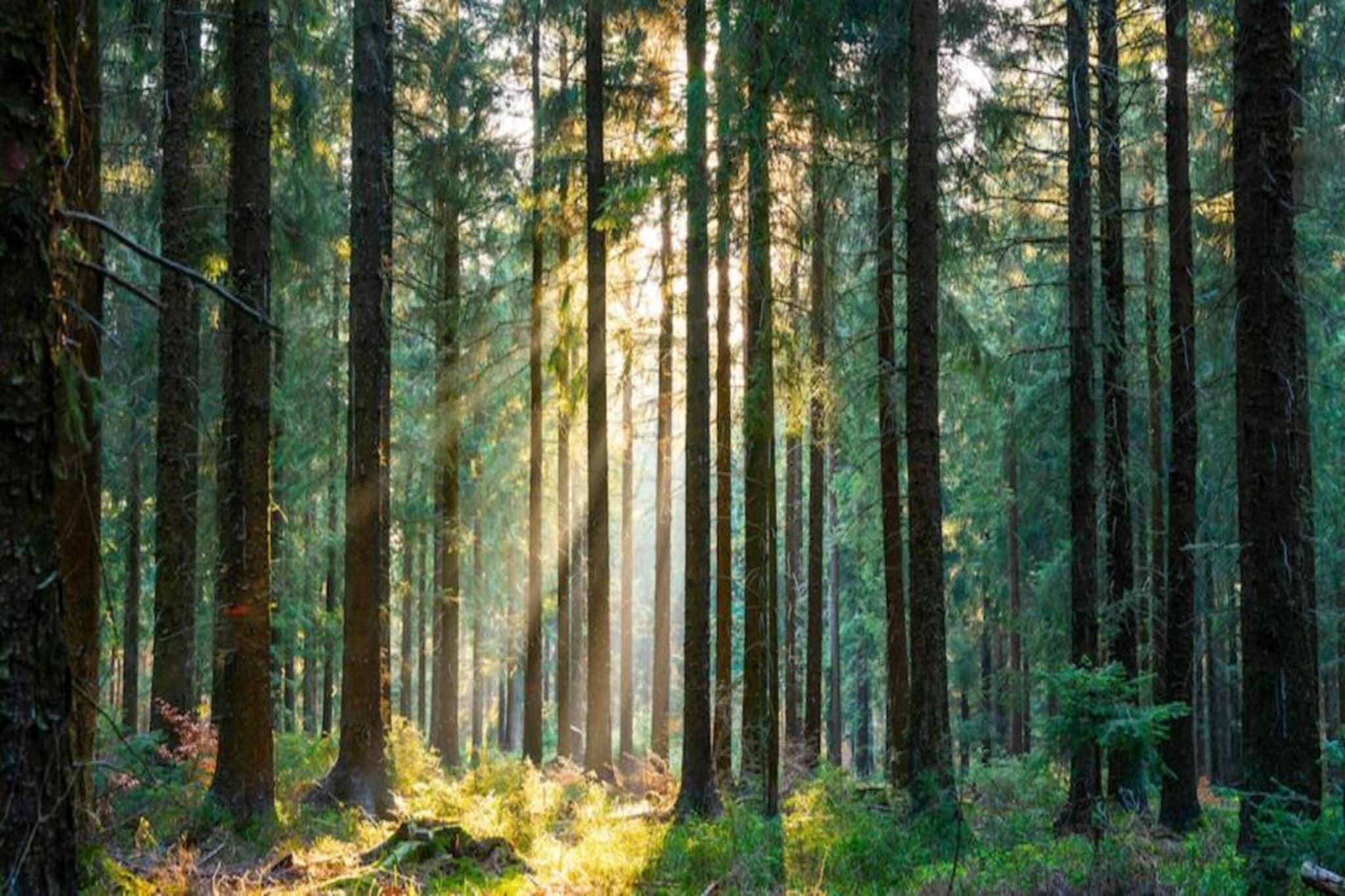 Kniebis-Gebiete Sommer 20 km