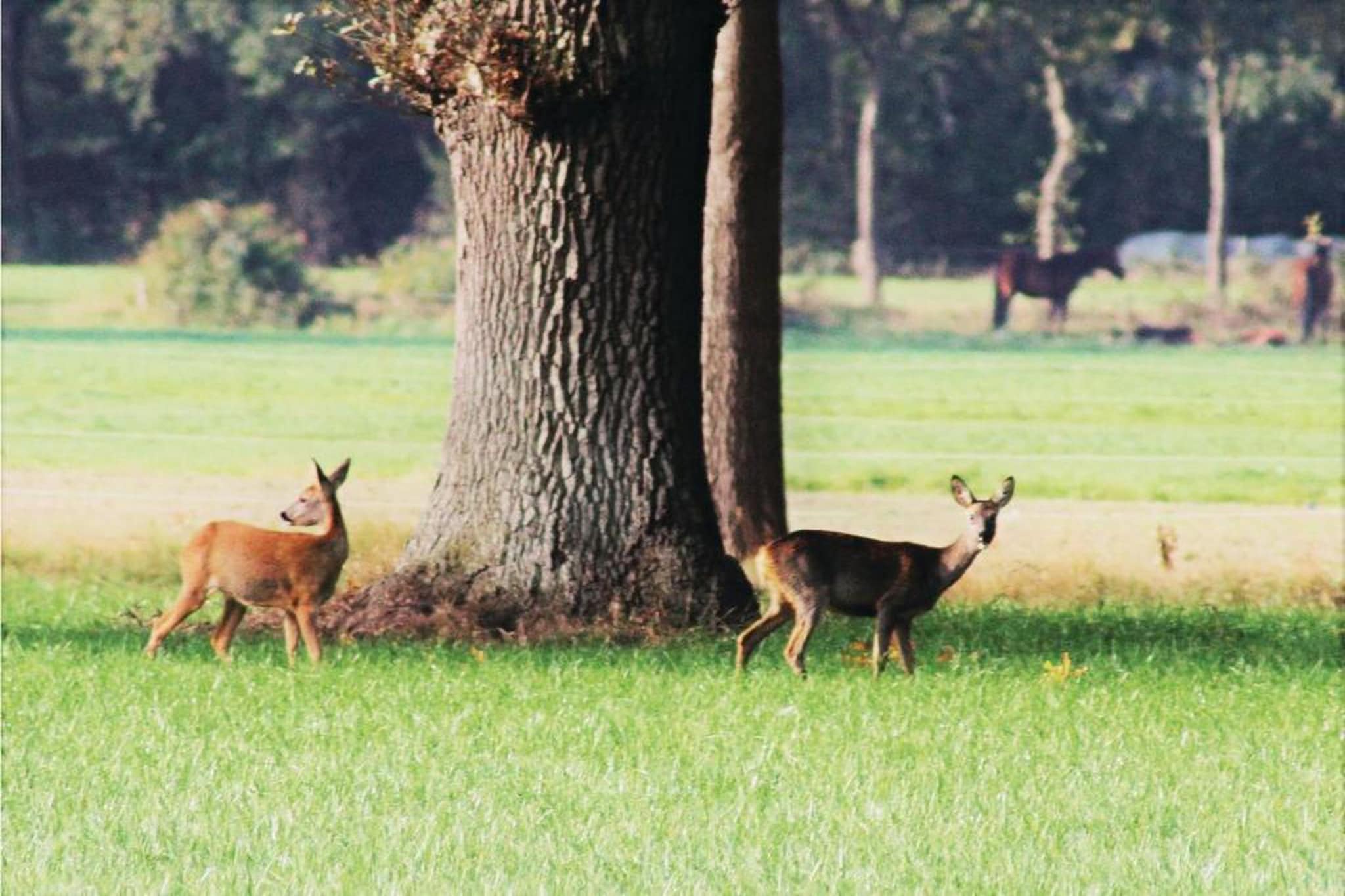 Vakantiepark Horsetellerie 7-Areas summer 20km