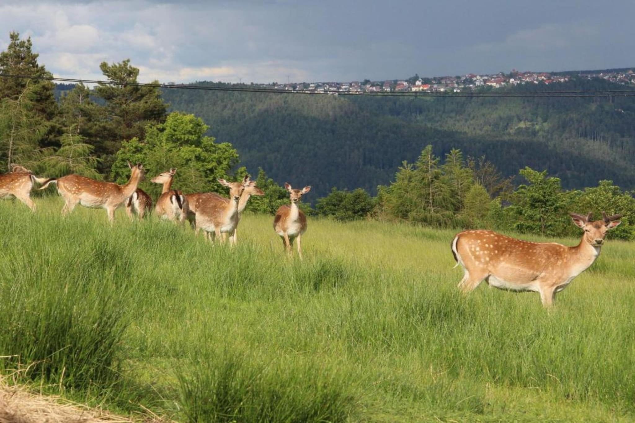 Schwarzwald - Gummenstein-Gebiete Sommer 20 km