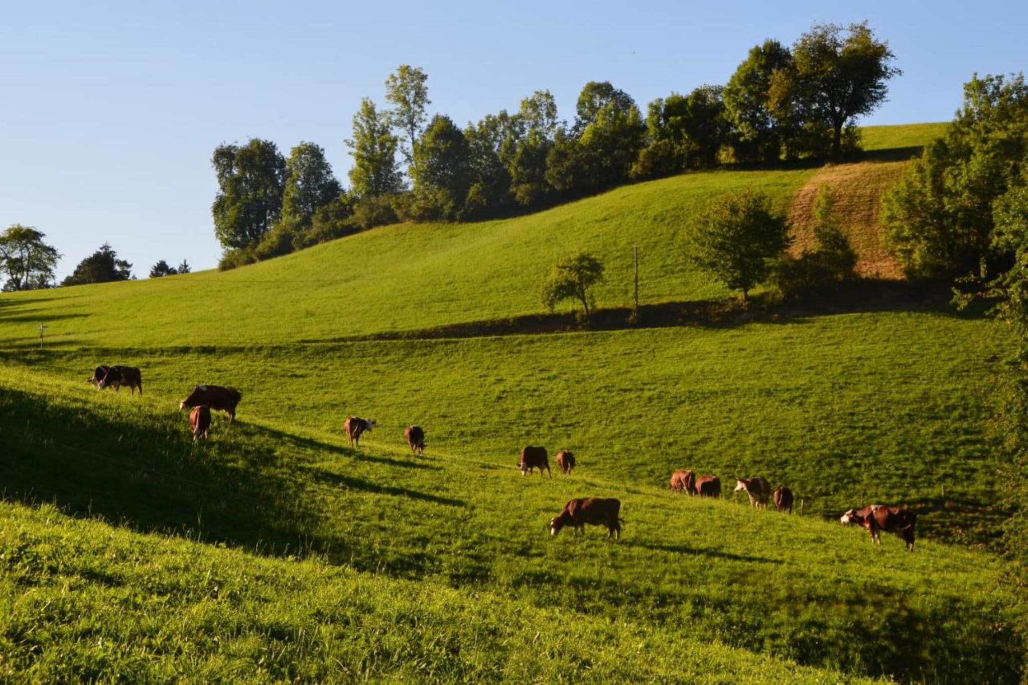 Schwarzwald - Gummenstein-Gebiete Sommer 20 km