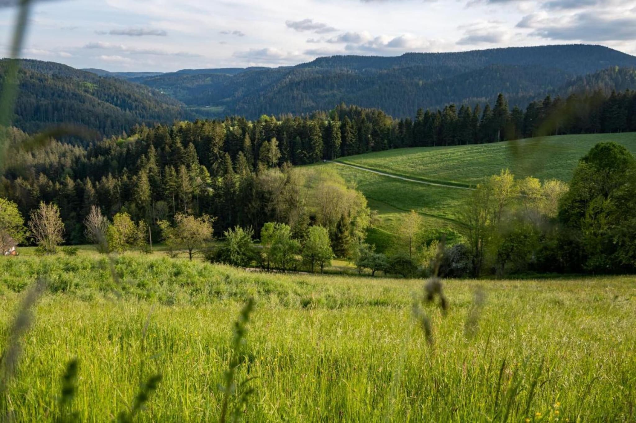 Schwarzwald - Gummenstein-Gebiet Winter 20 km