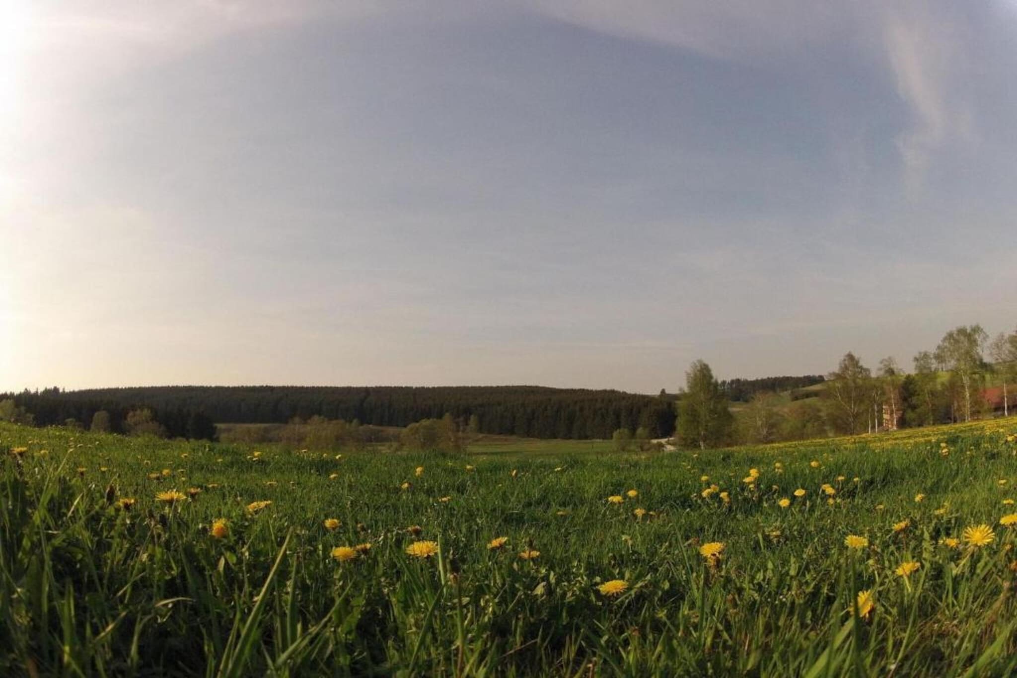 Im Harz-Gebiete Sommer 20 km