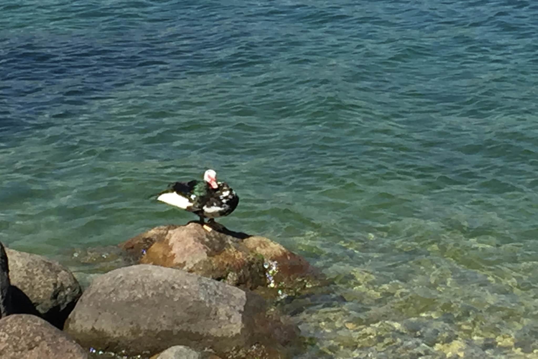 Linda 8323-Areas within 1km in summer