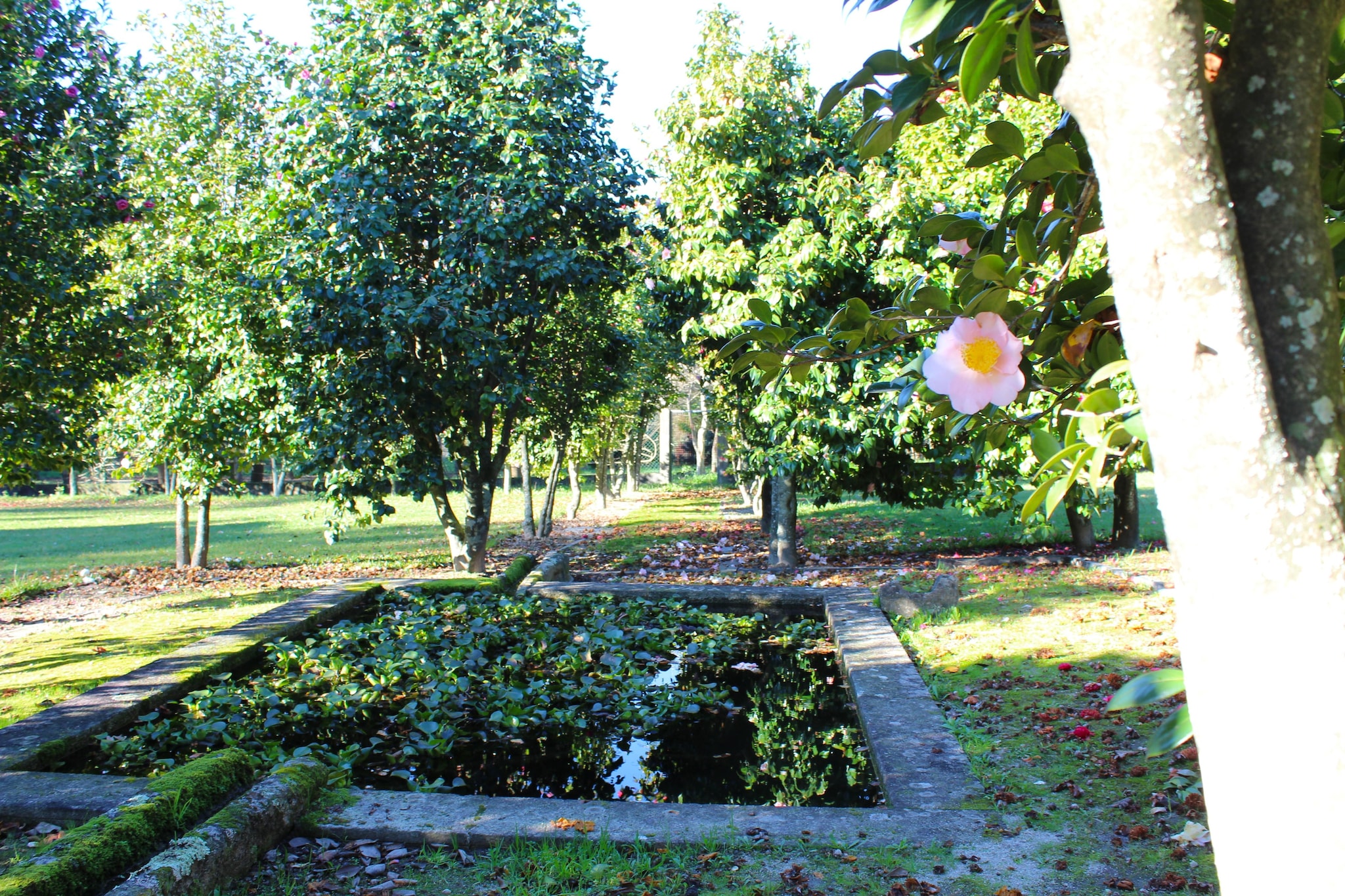 Garden Summer