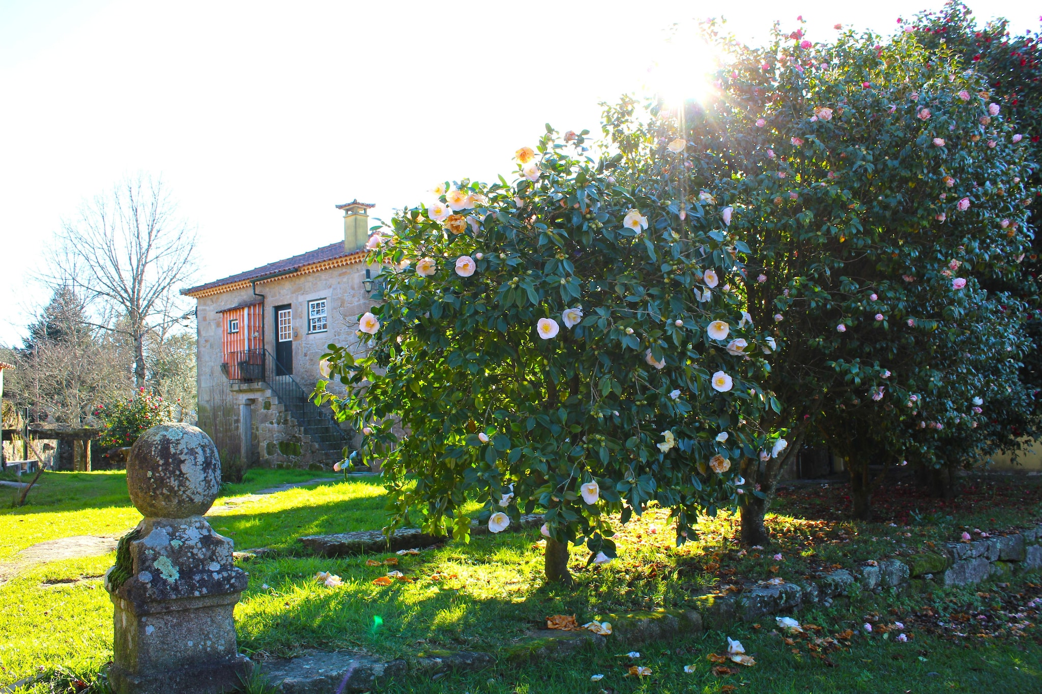 Garden Summer