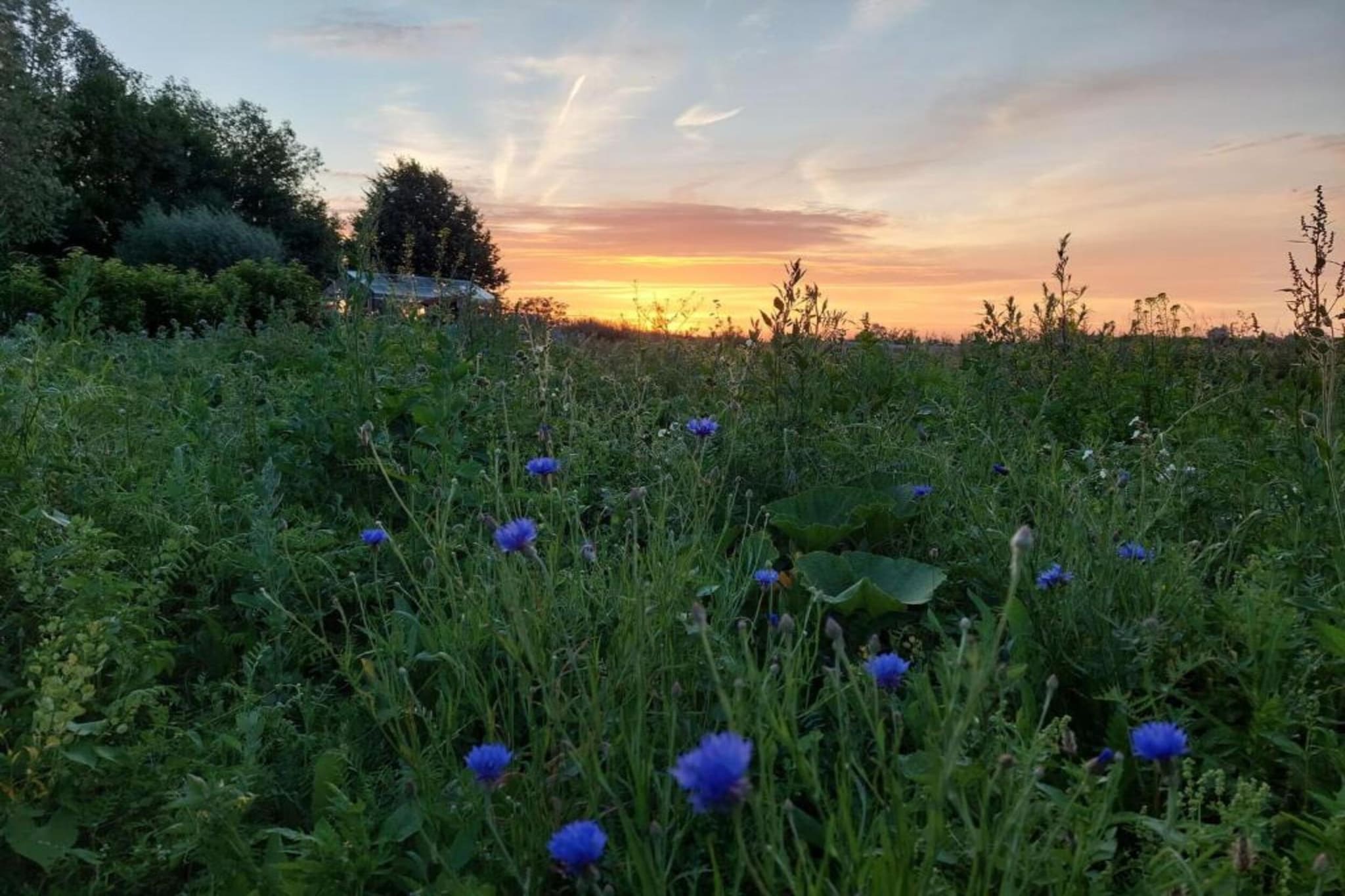 Hommelhove-Gebiete Sommer 20 km