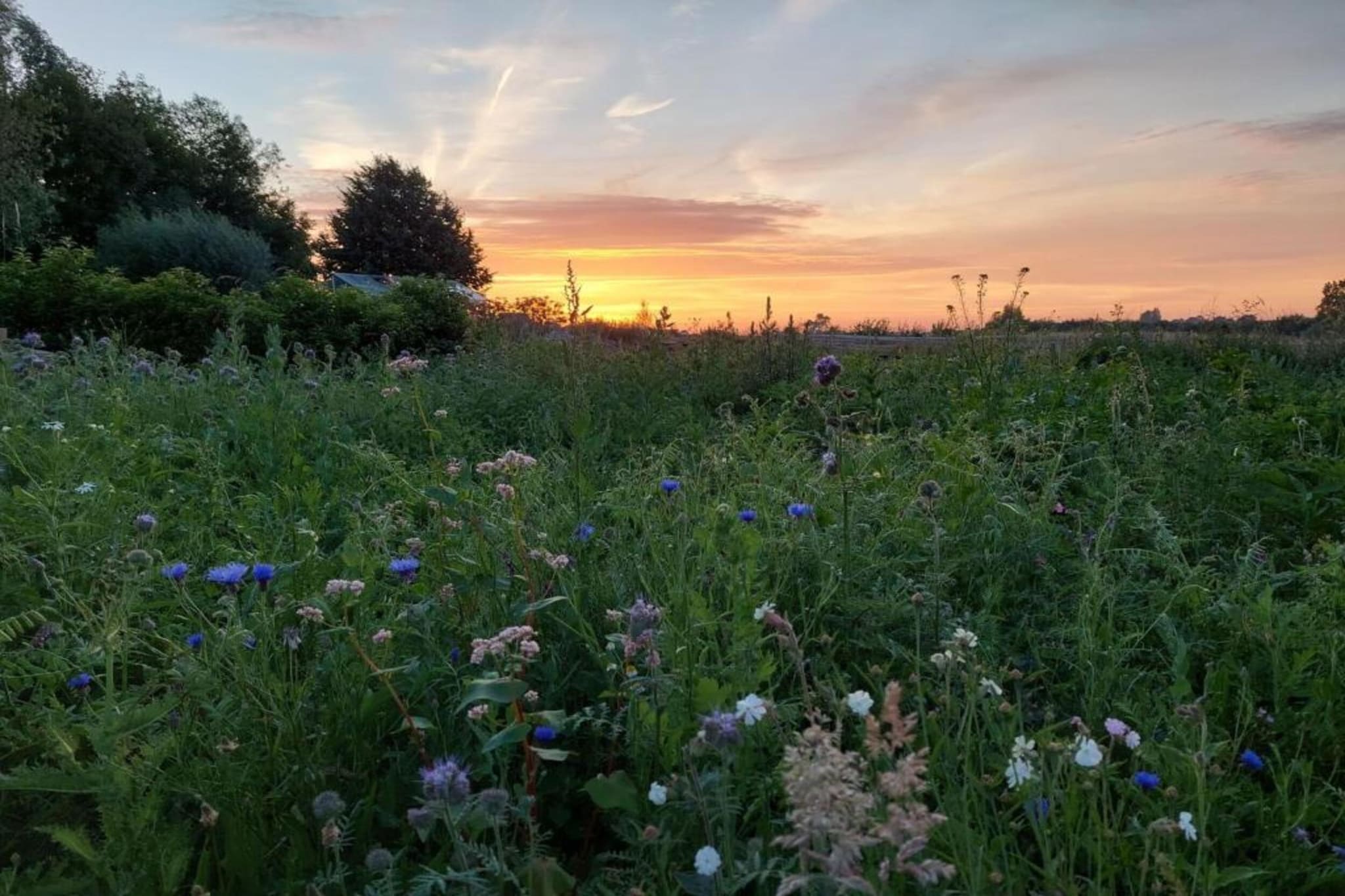 Hommelhove-Gebiete Sommer 20 km