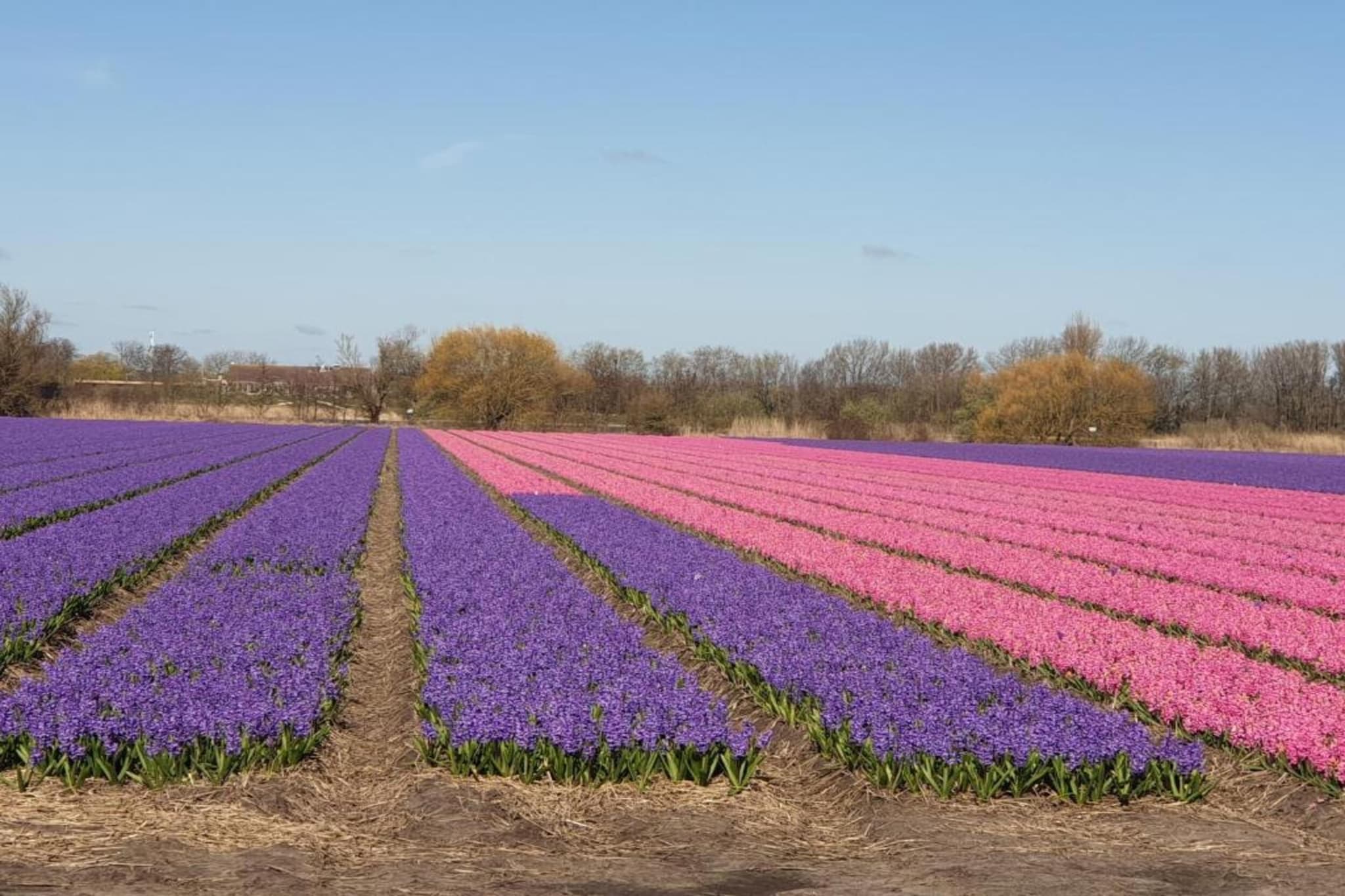 Noordwijkse Duinen 2-Gebieden zomer 5km