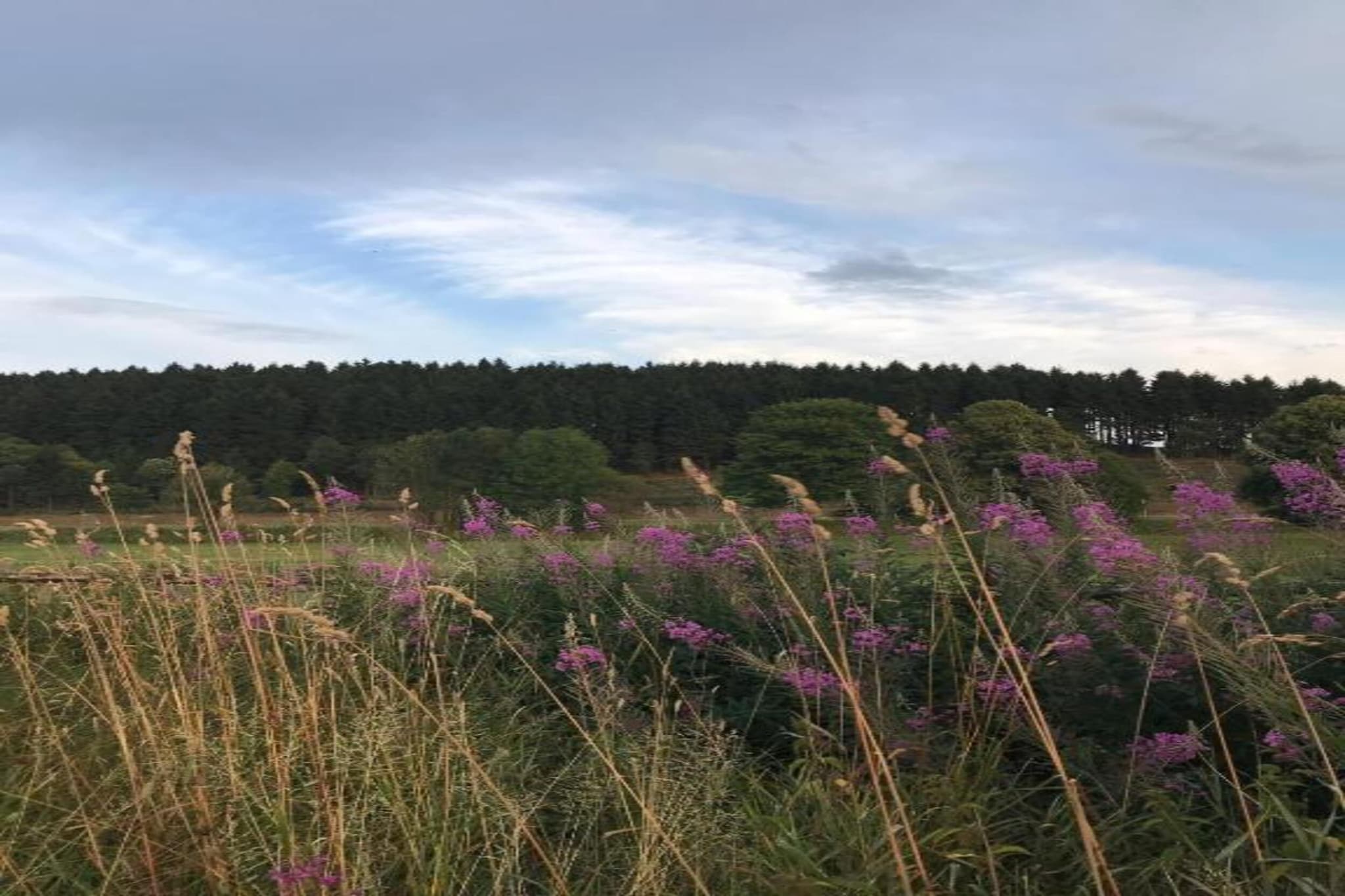 Am Astenberg-Gebieden zomer 5km