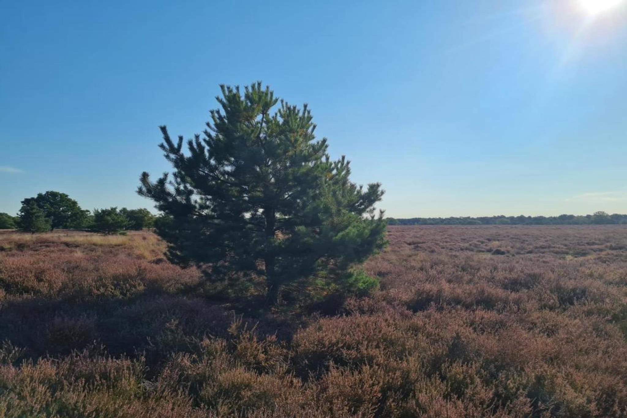 Paradiso-Gebieden zomer 20km