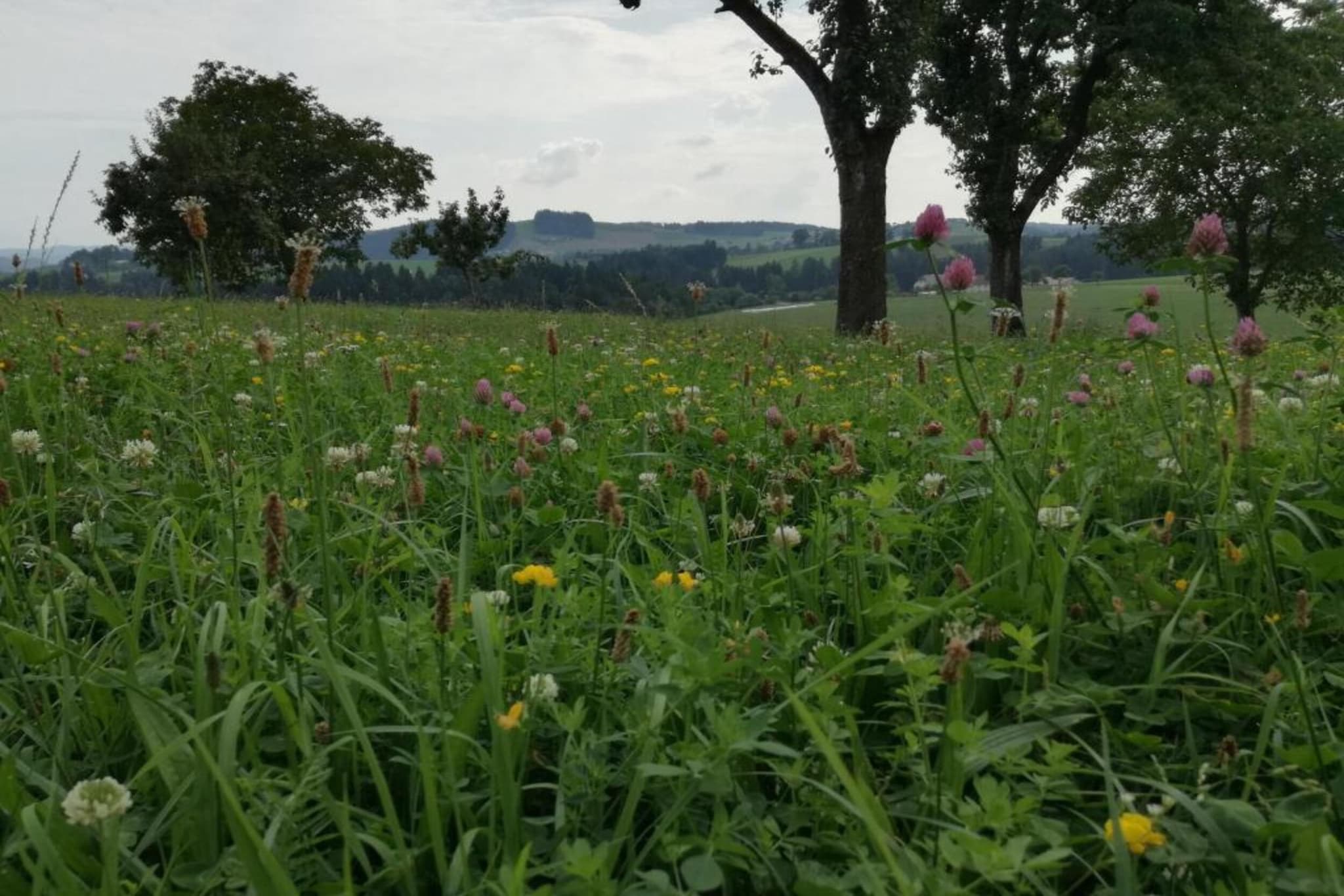 Ferienhaus Kummer-Gebiete Sommer 20 km