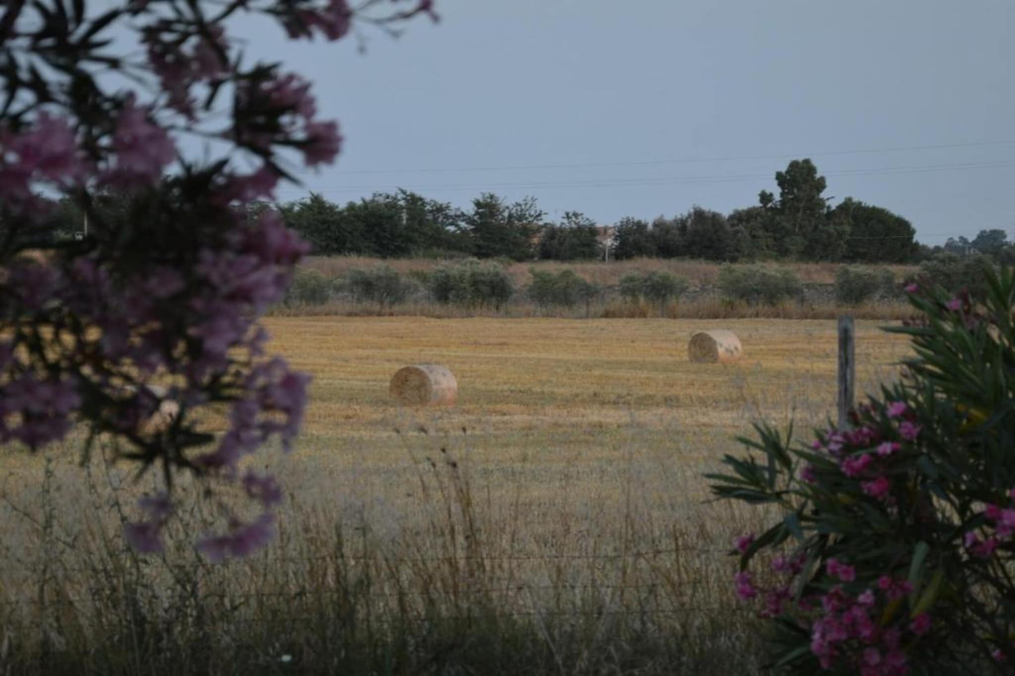 Lavanda-Gebieden zomer 20km