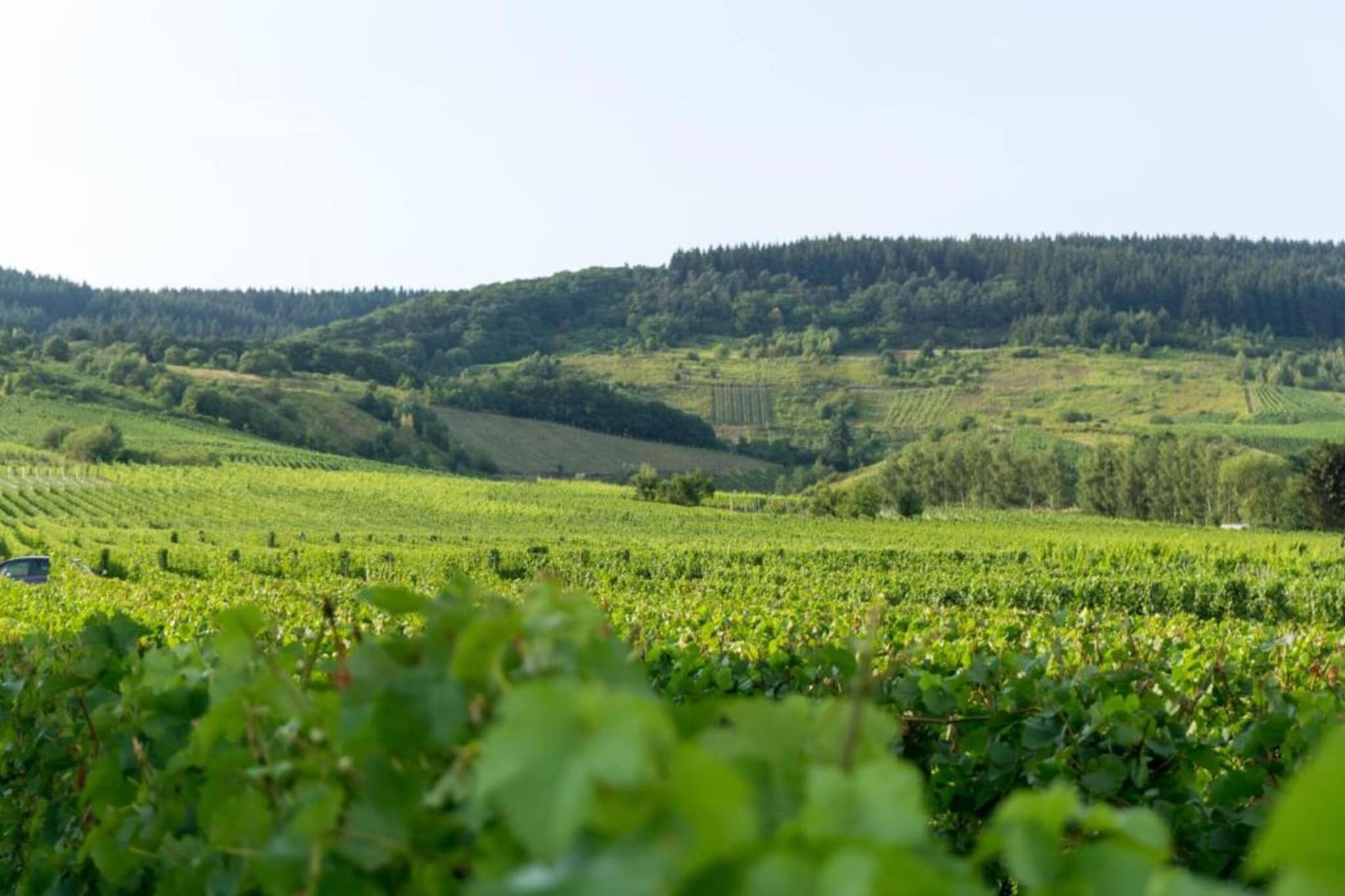 Weingut Justen-Kiebel-Zones d'été à 20 km
