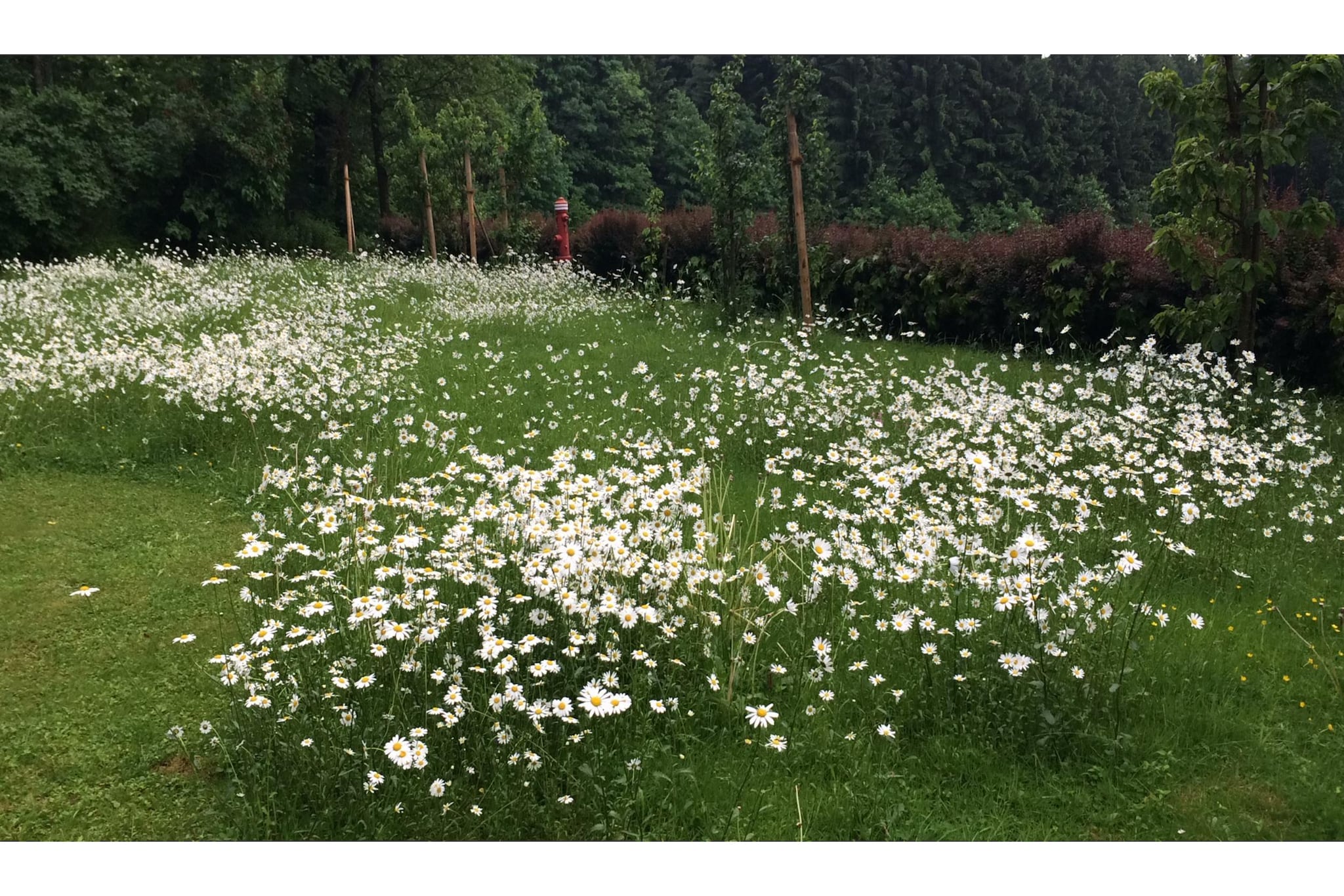 Garden Summer