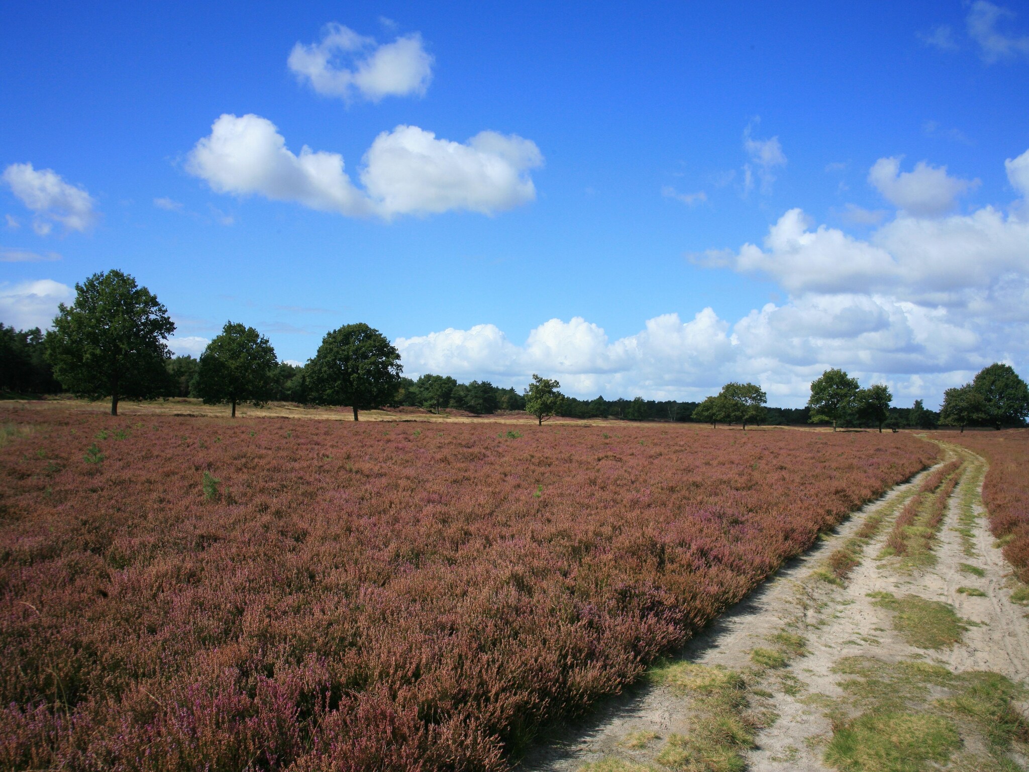 度假住宅 Landgoed Het Grote Zand 8