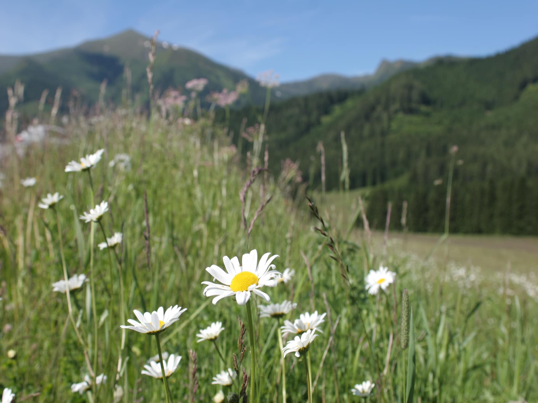 Vakantiehuis Chalet Victor