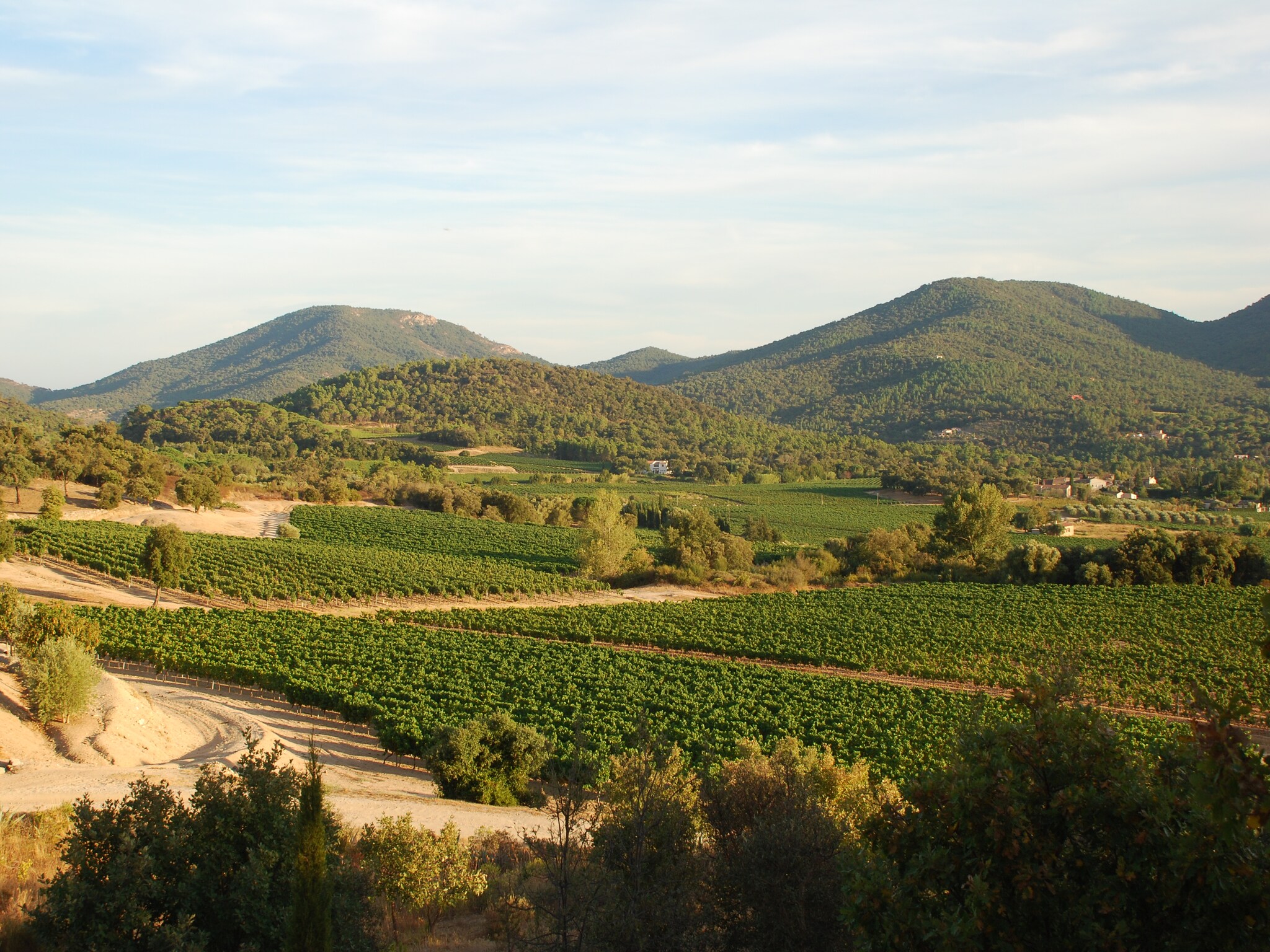   Mas des Vignes