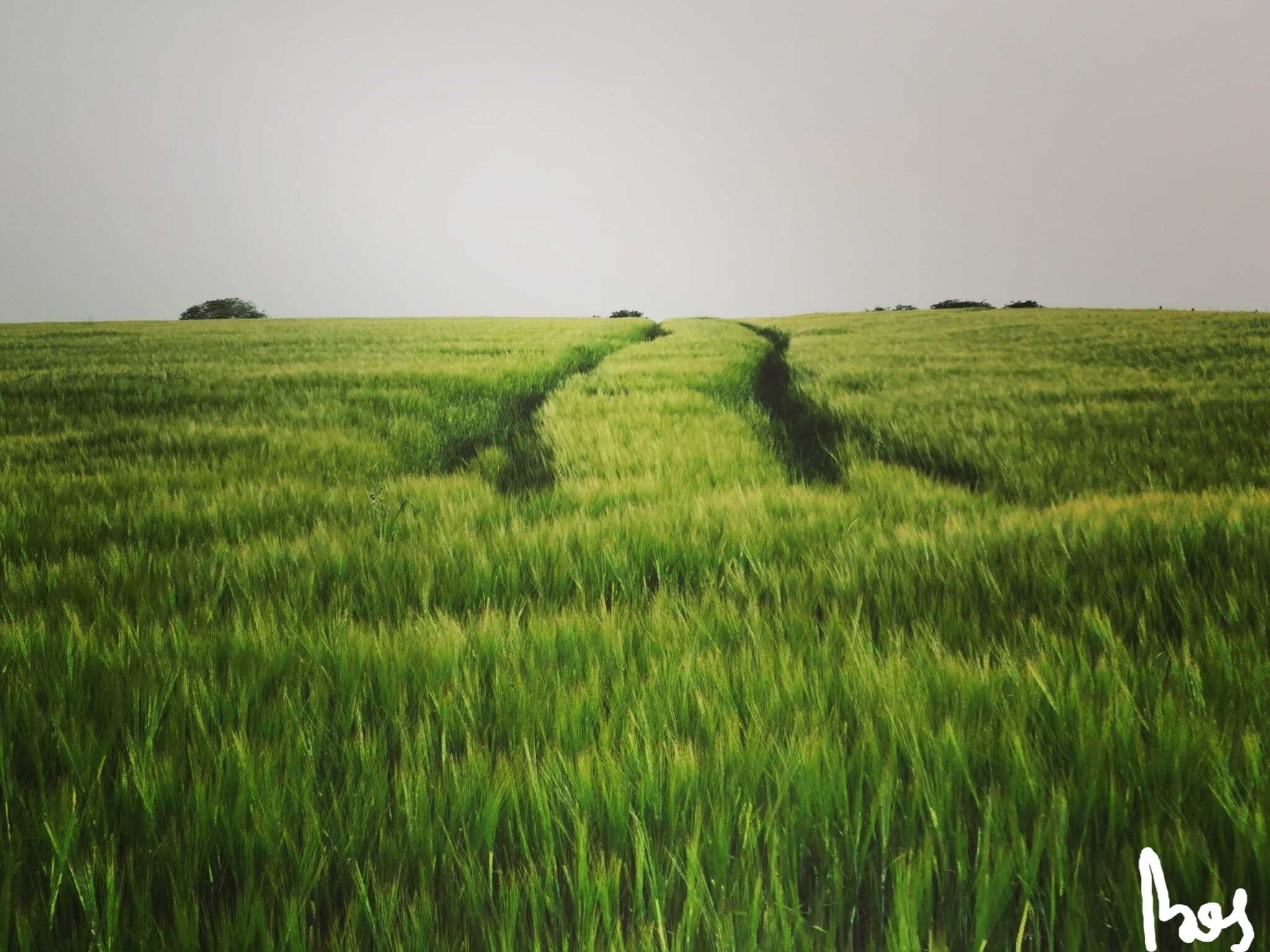   Au Vert Pâturage