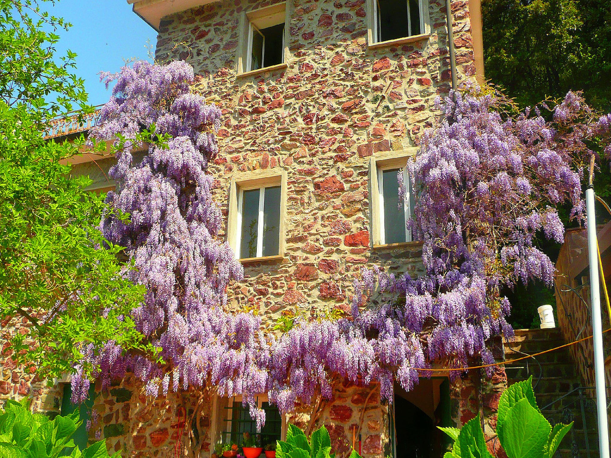   Gromoletta