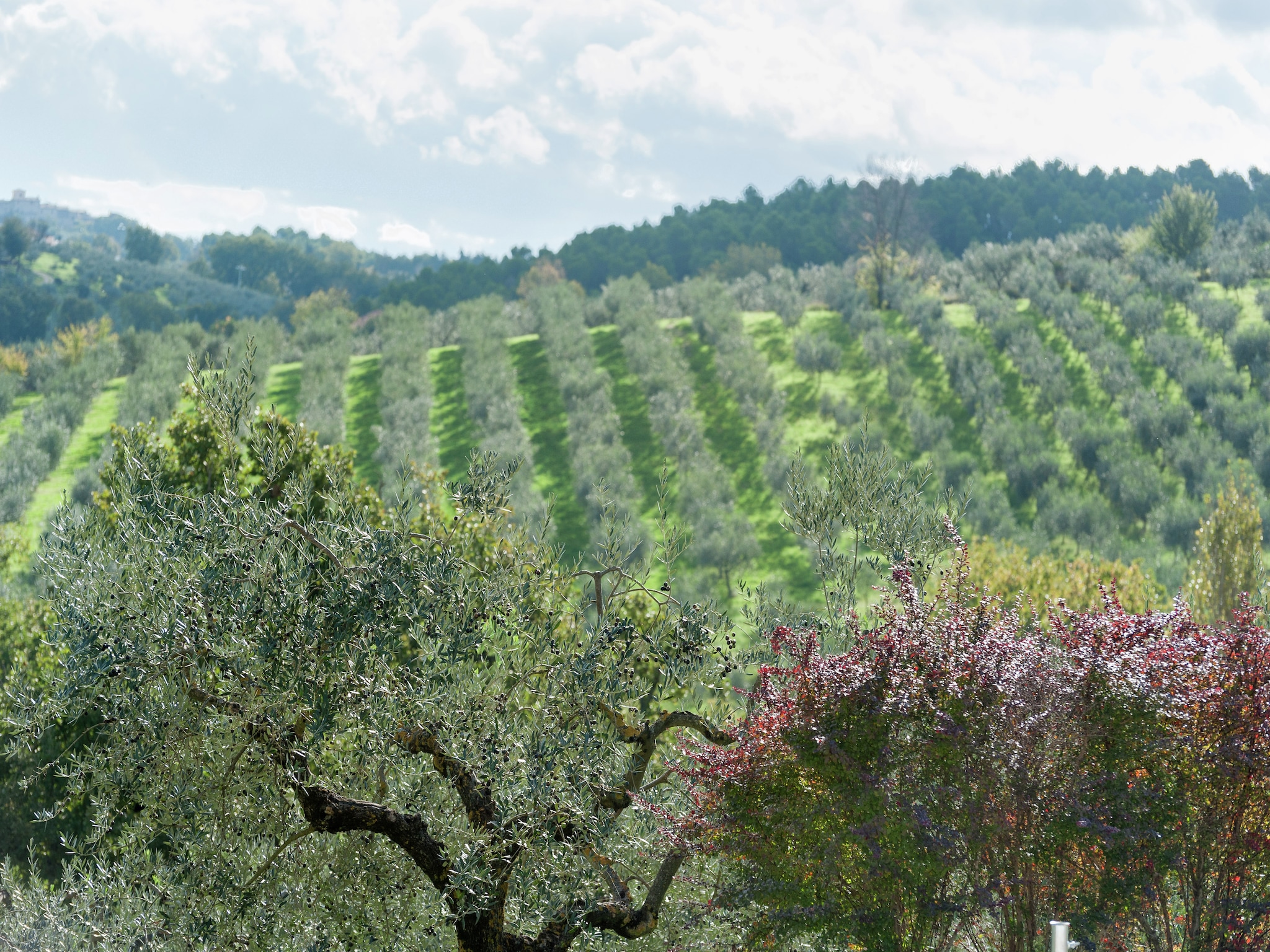 度假住宅 Sangiovese