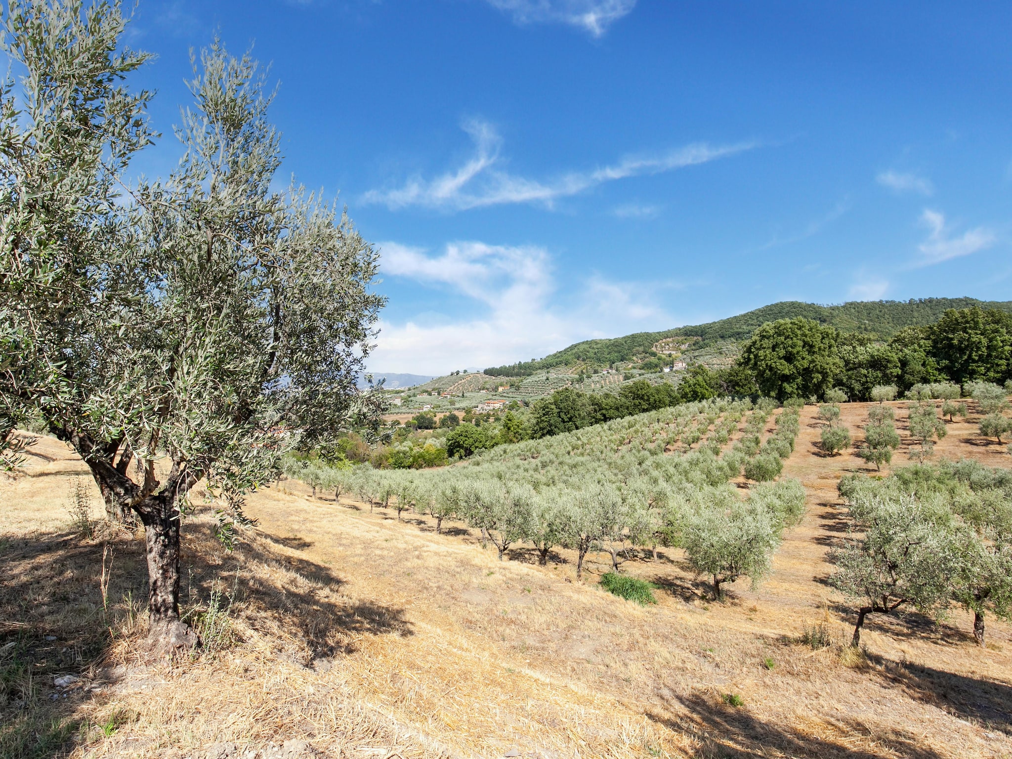 Ferienhaus La Casa dei Due Olivi