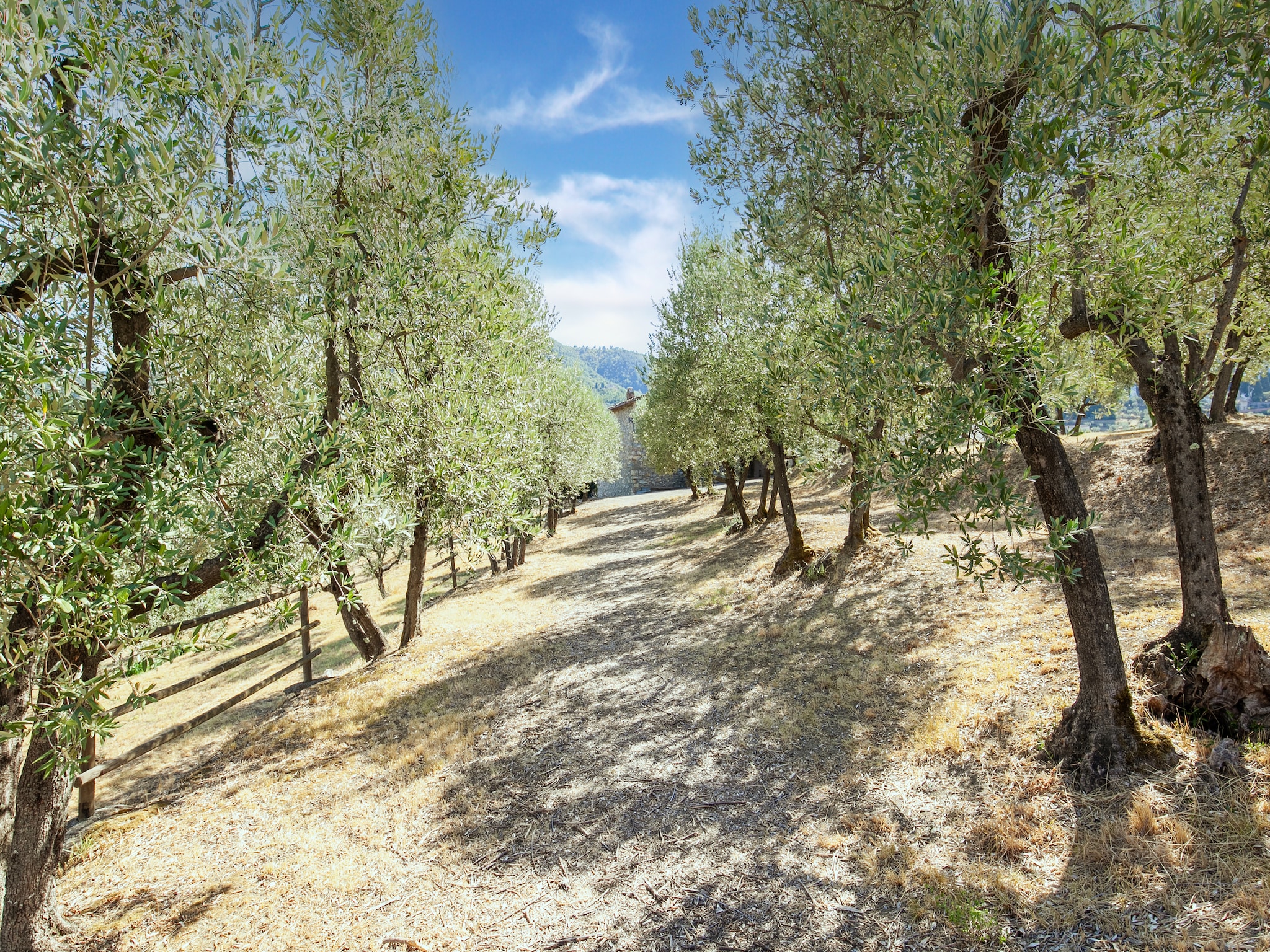 Ferienhaus La Casa dei Due Olivi