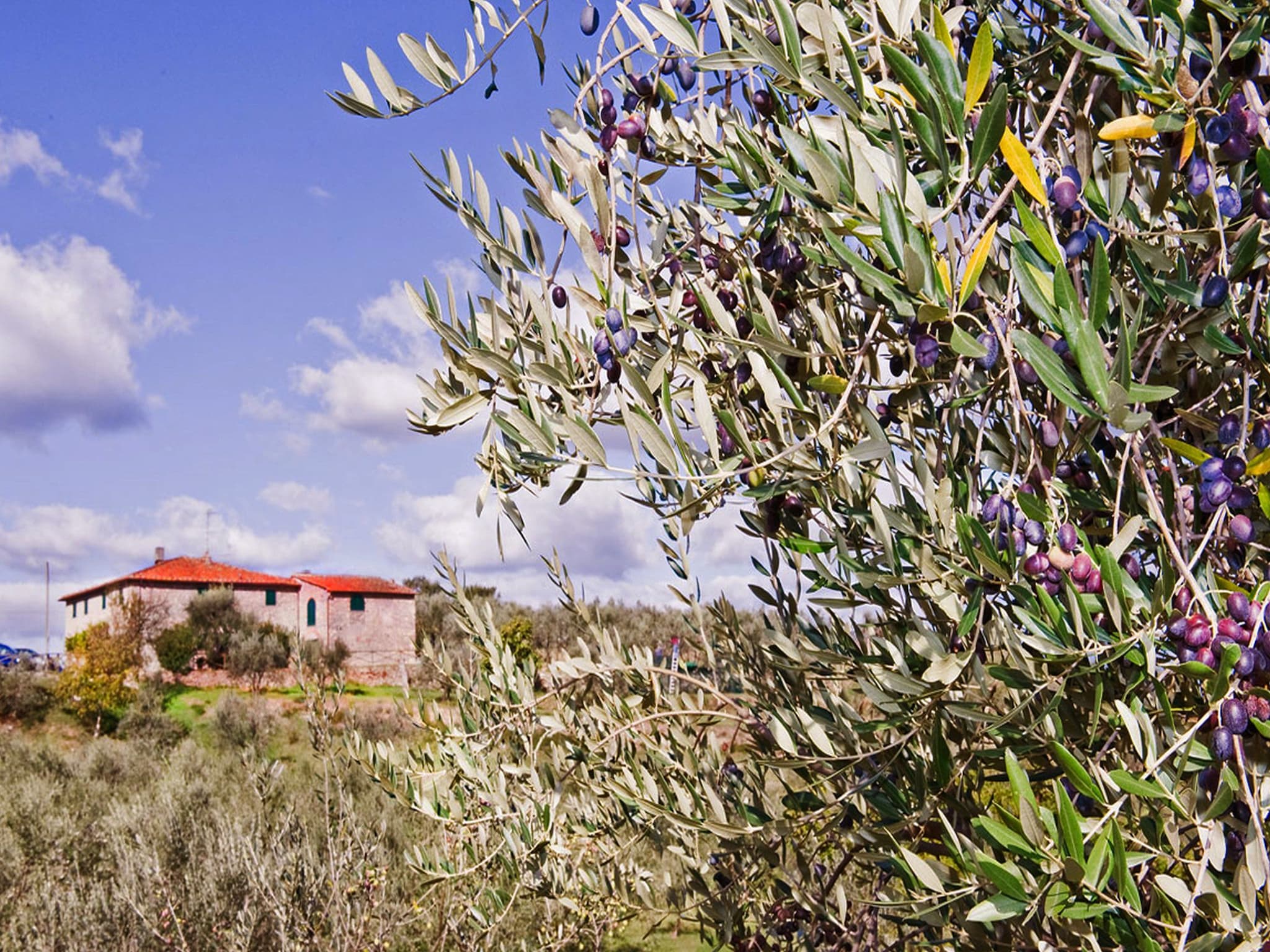 Ferienhaus La Casa dei Due Olivi